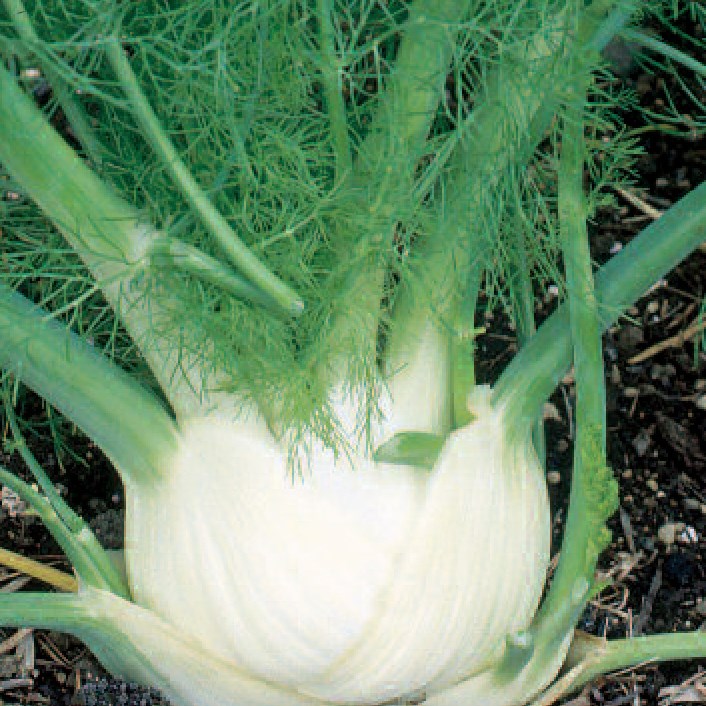 FENNEL, SWEET - 1/2 OZ EACH