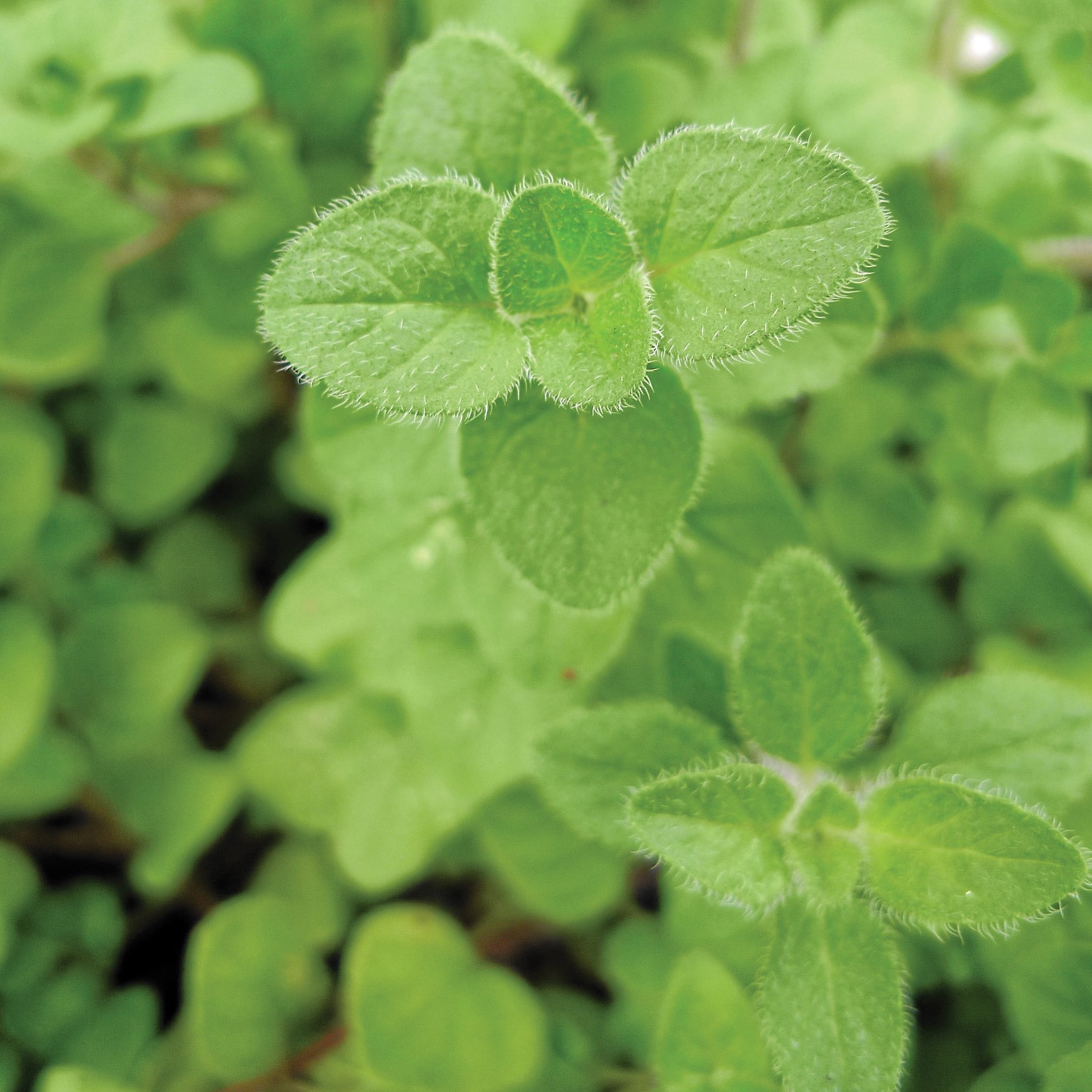 MARJORAM, SWEET - 1/4 OZ EACH