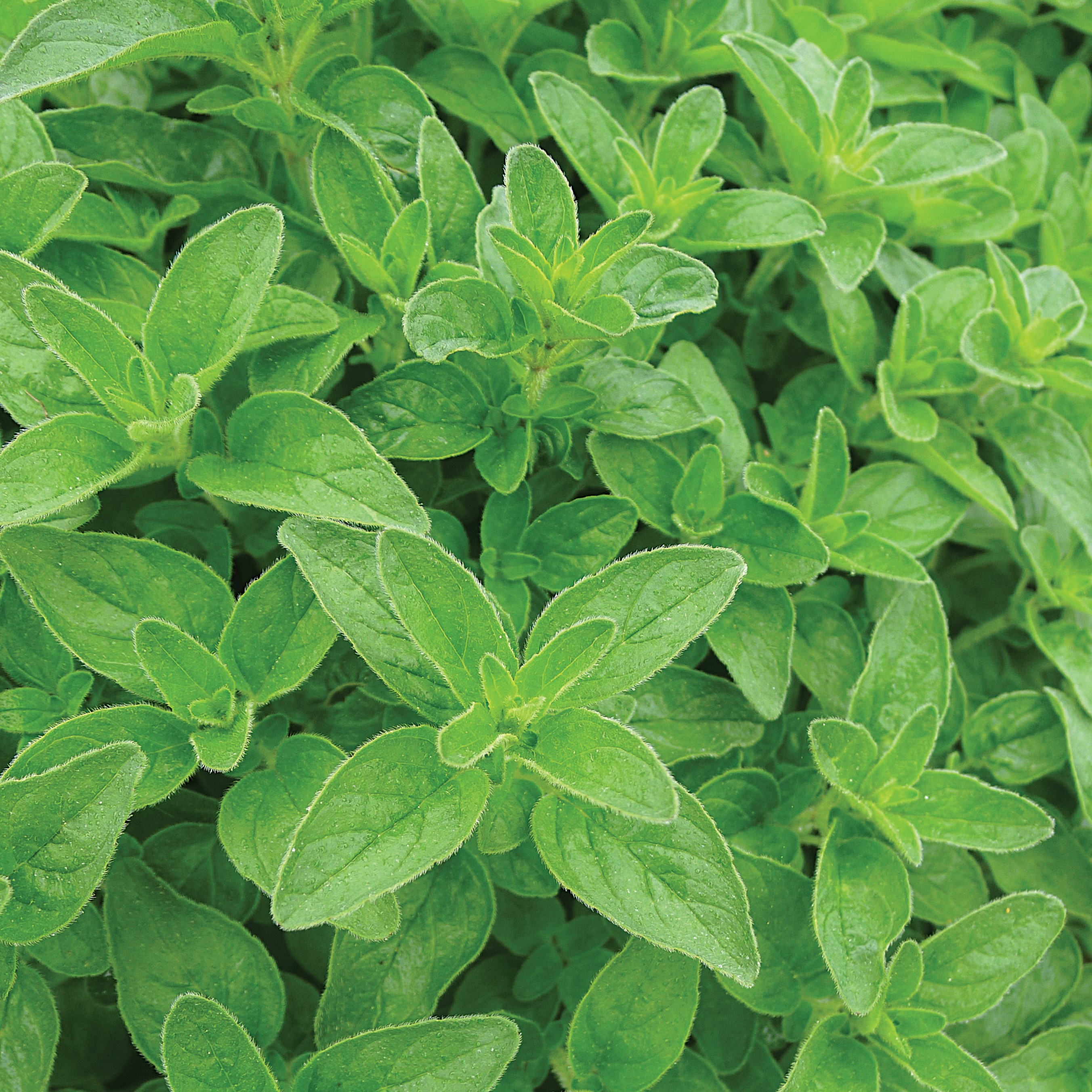 OREGANO (VULGARE) 1/2 OZ. EACH