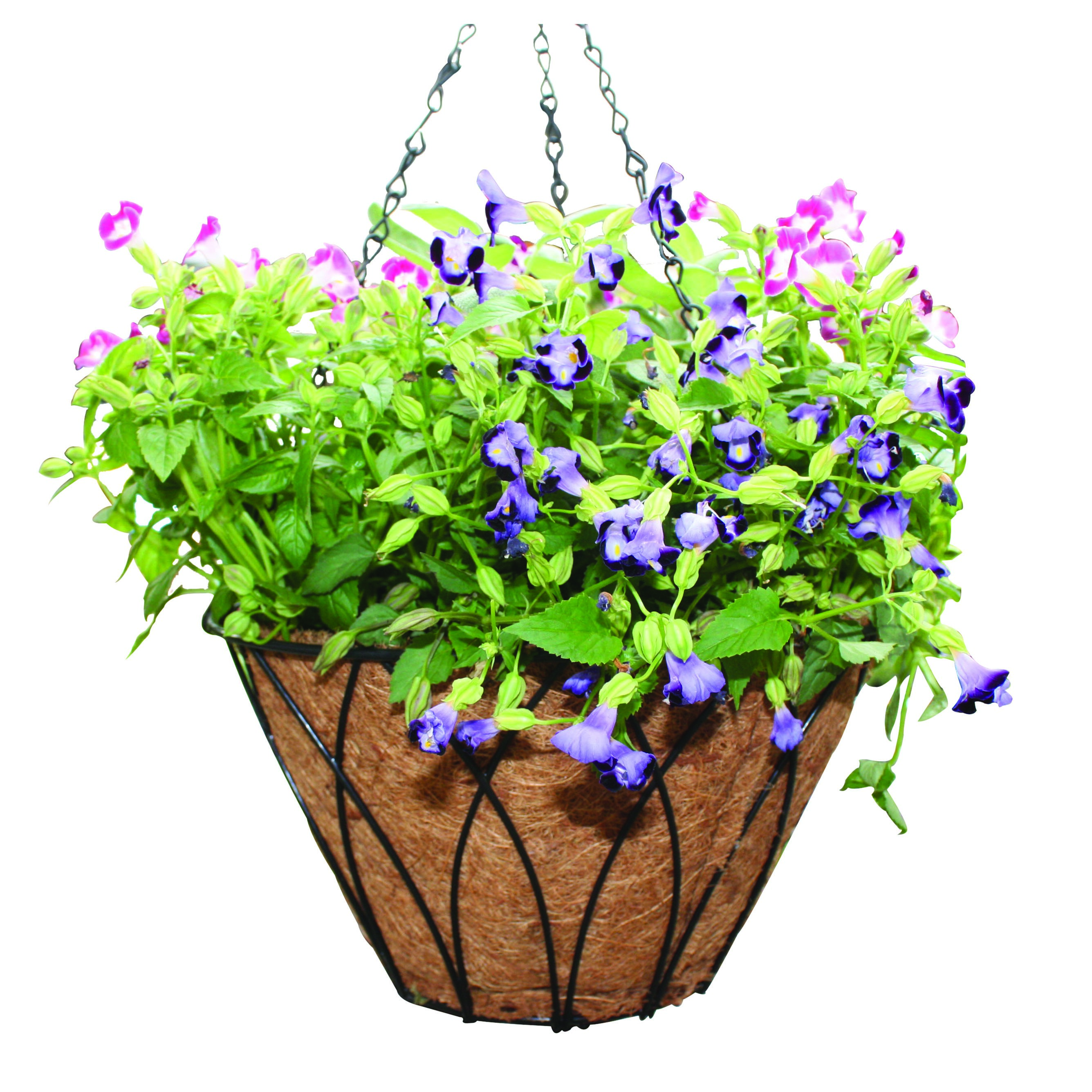 Austram 12" Lotus Planter Black with Chain