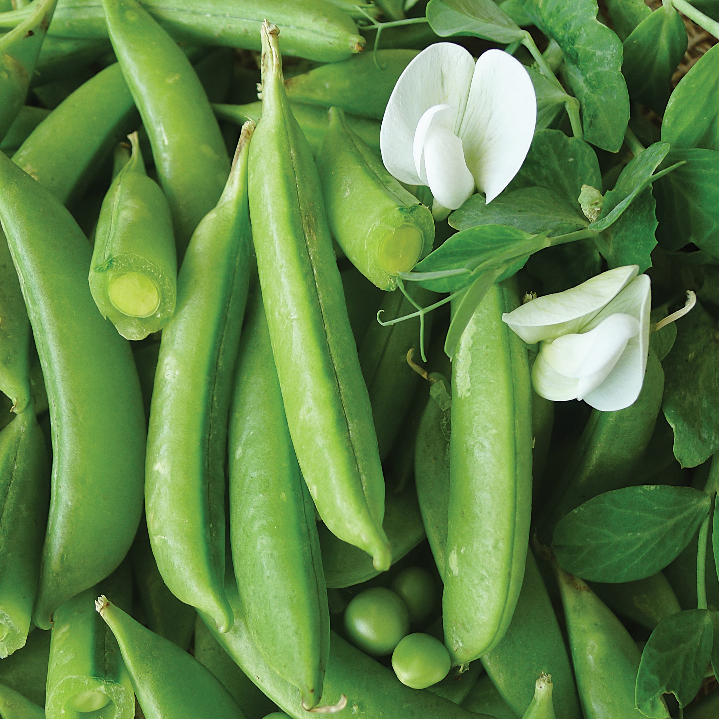 Peas, Cascadia 50lb