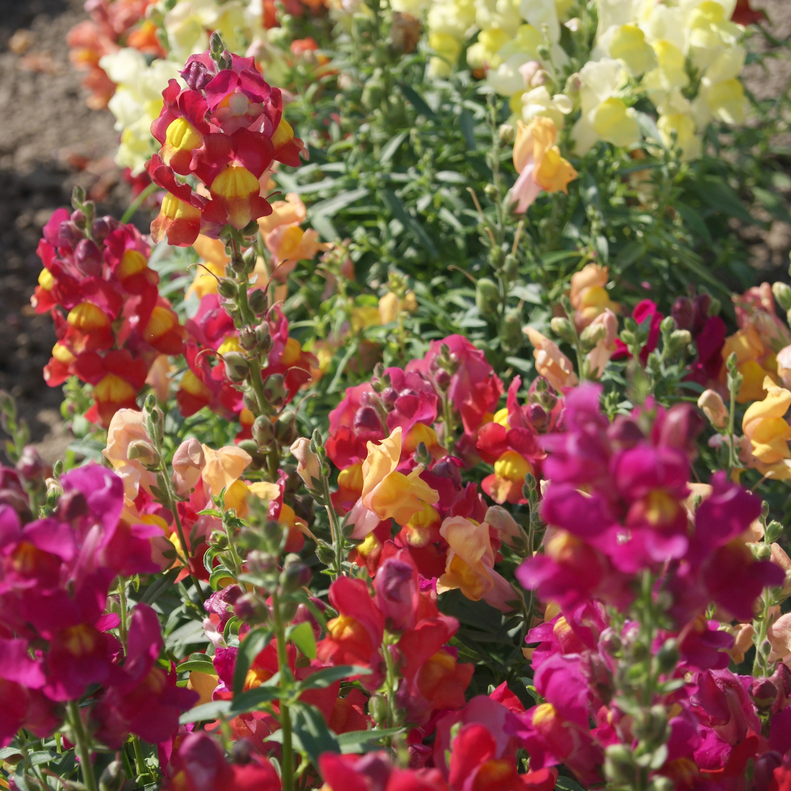 Snapdragon, Magic Carpet kg