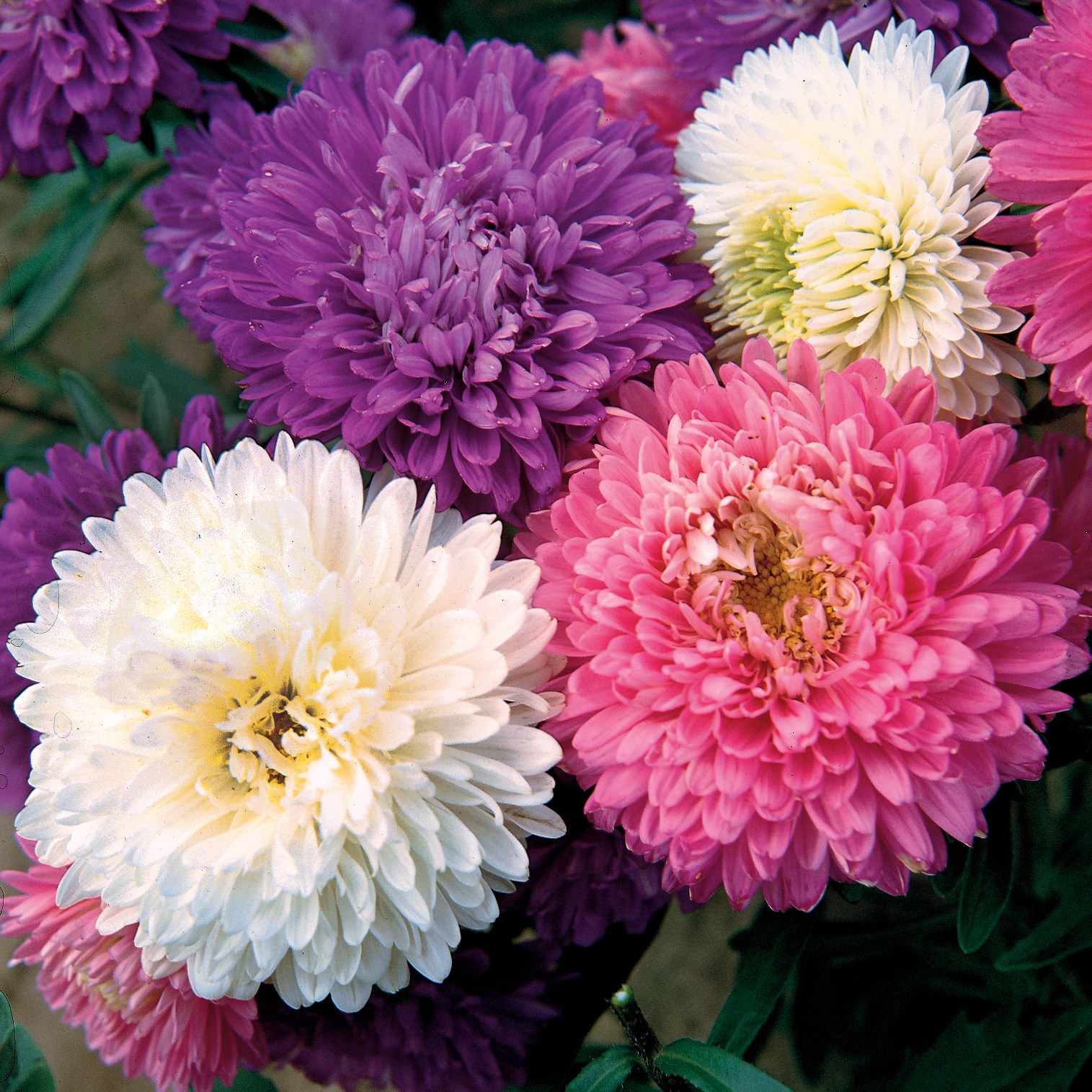 Aster, Crego Mixed Lbs