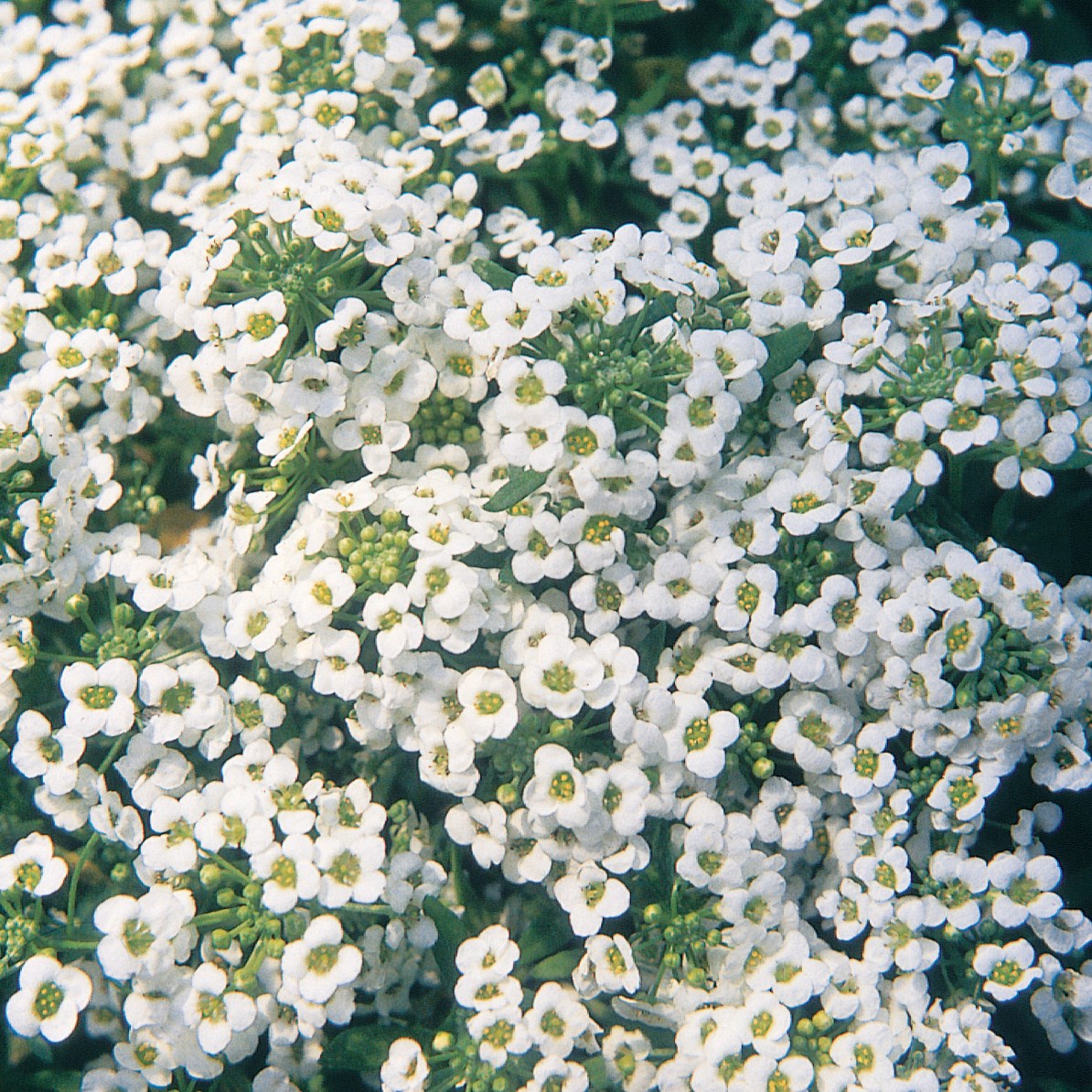 Alyssum, Carpet Of Snow 1oz