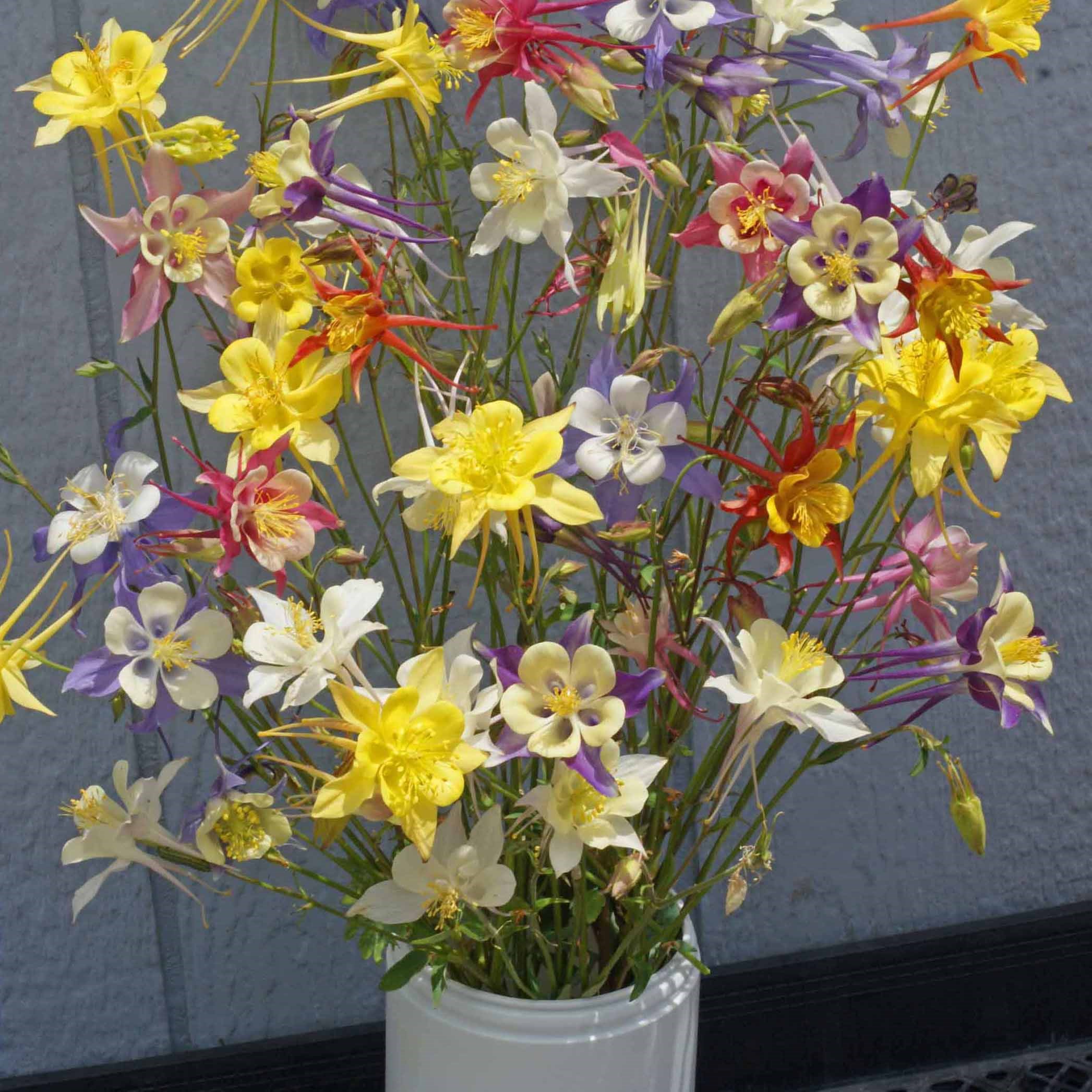 COLUMBINE, MCKANA GIANT MIX LBS