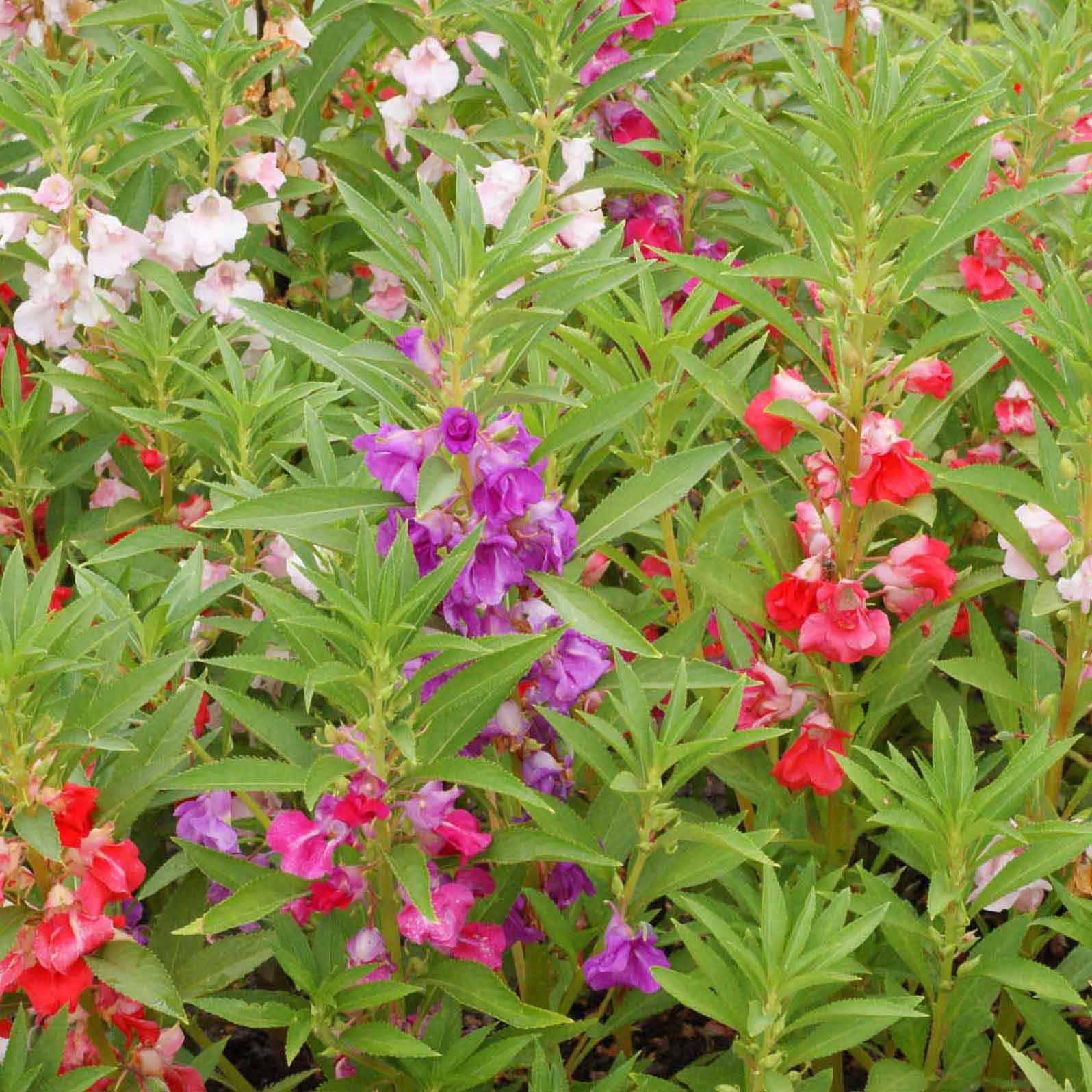 Balsam, Camellia Flower Mix Lbs