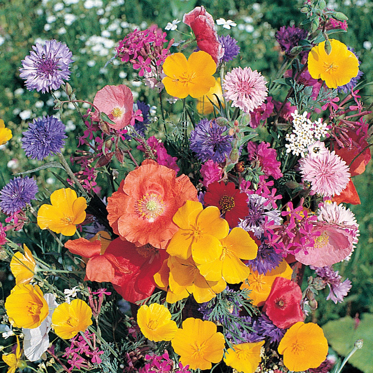 North America Wildflower Mix 1/2oz