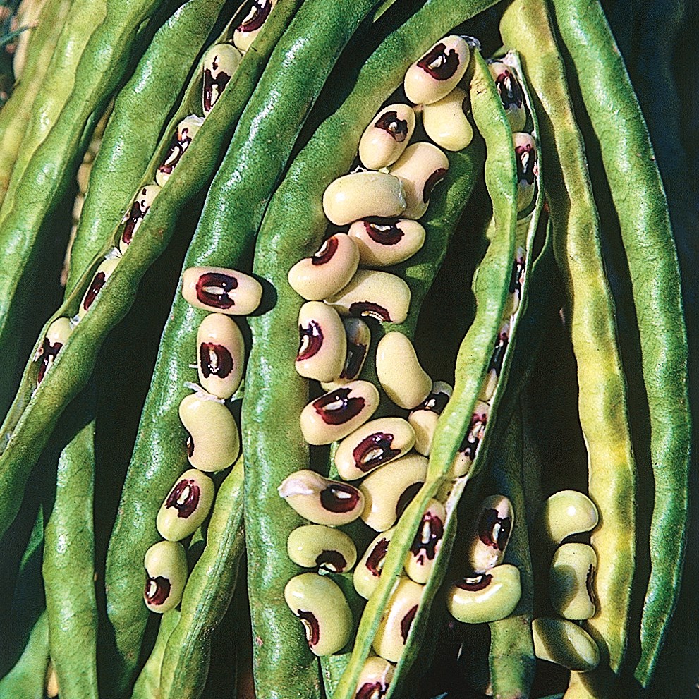 Cowpeas, California Blackeye 1/2lb
