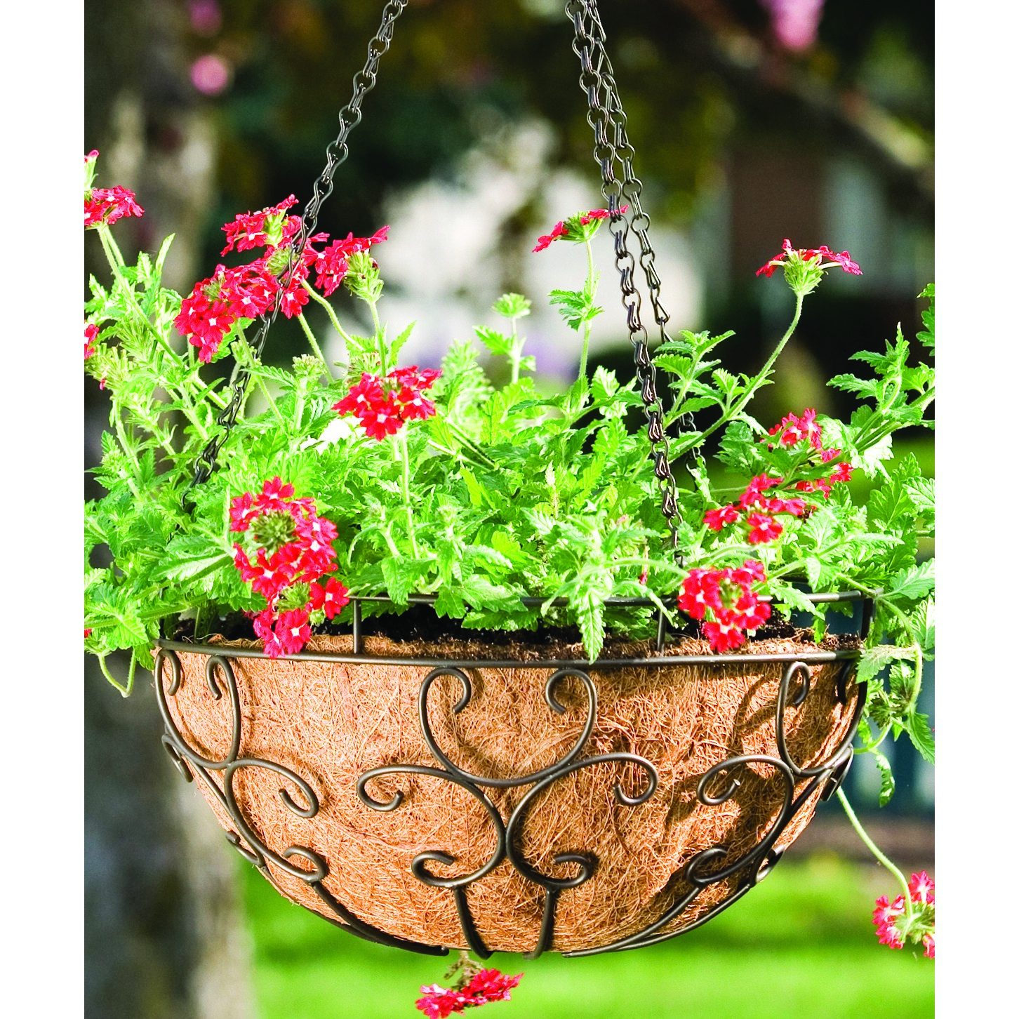 Panacea 14" Cameo Series Hanging Basket — priced per each; minimum 6; multiples of 6