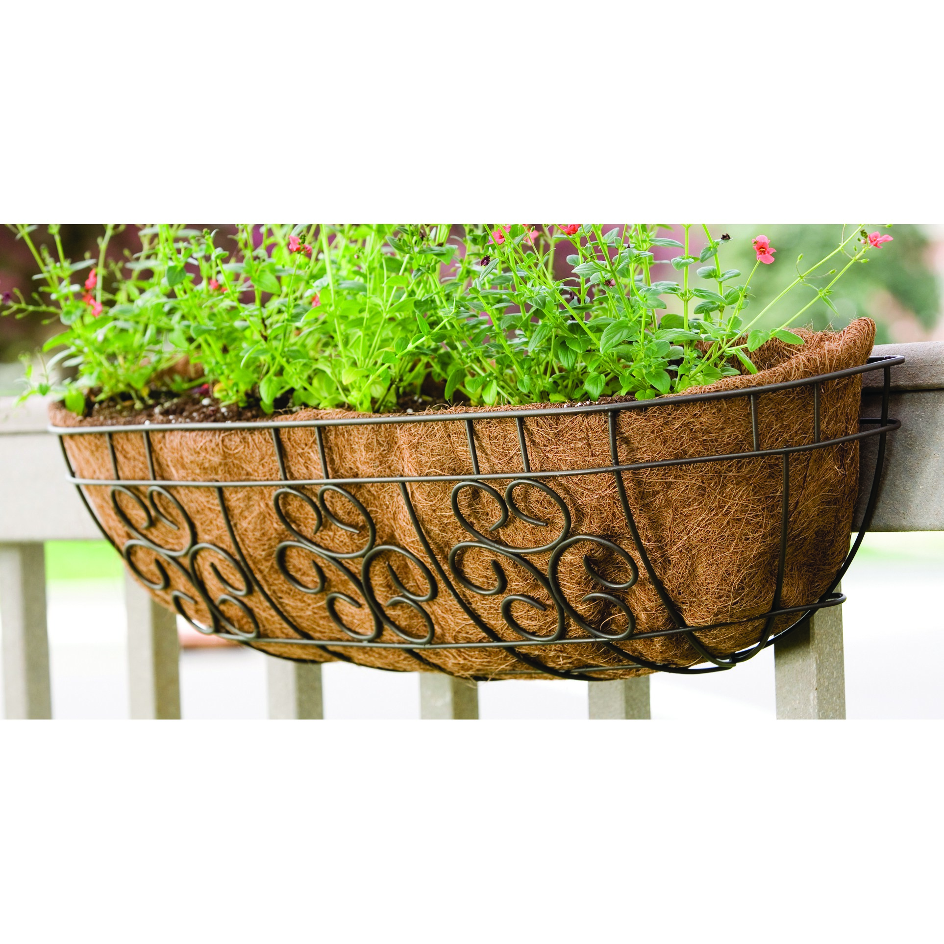 Panacea 30" Cameo Series Window Planter — priced per each; minimum 6; multiples of 6