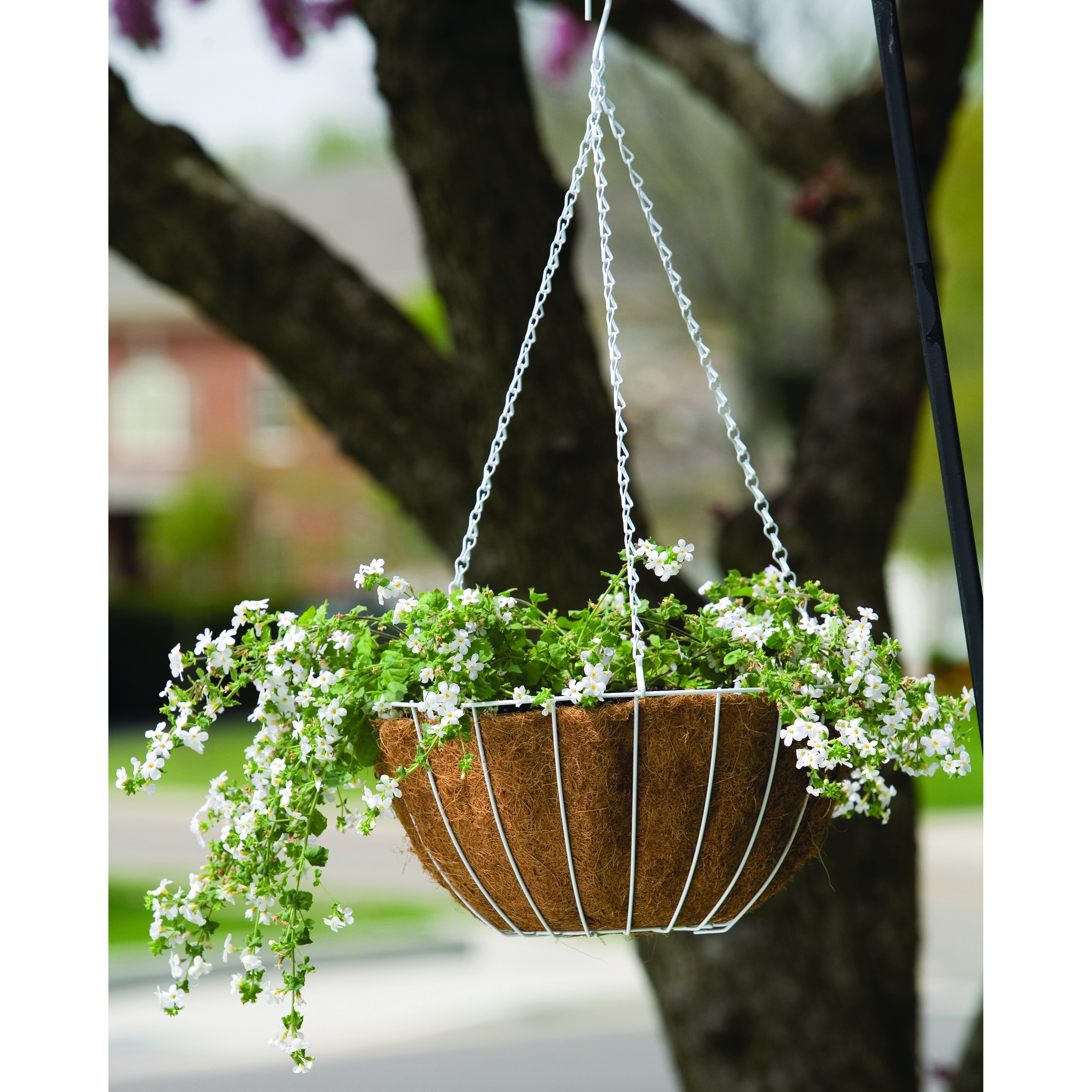 Pancea 14" Hanging Basket White Growers — priced per each; minimum 12; multiples of 12