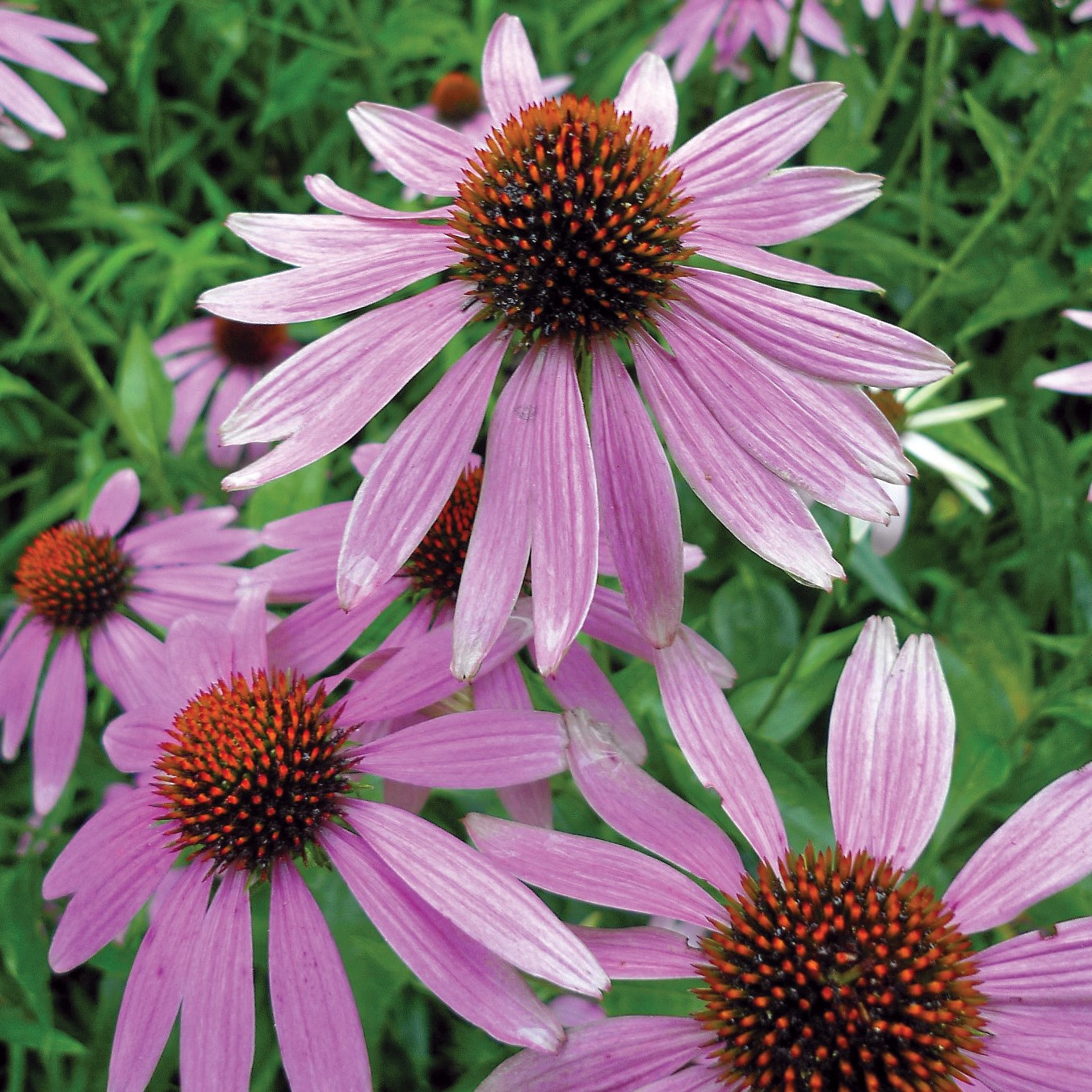 Coneflower, Purple Lbs