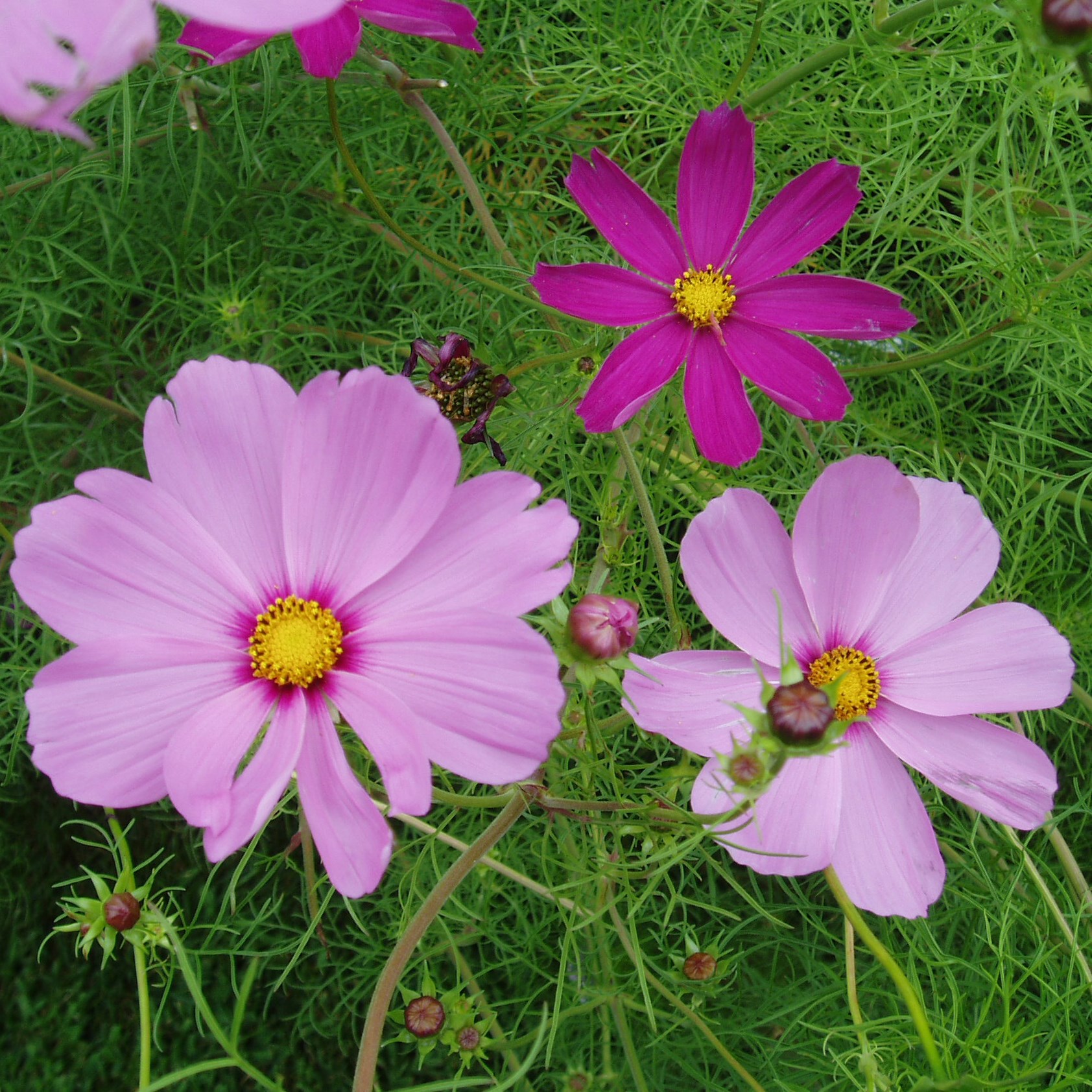 Cosmos, Early Sensation 1/2oz