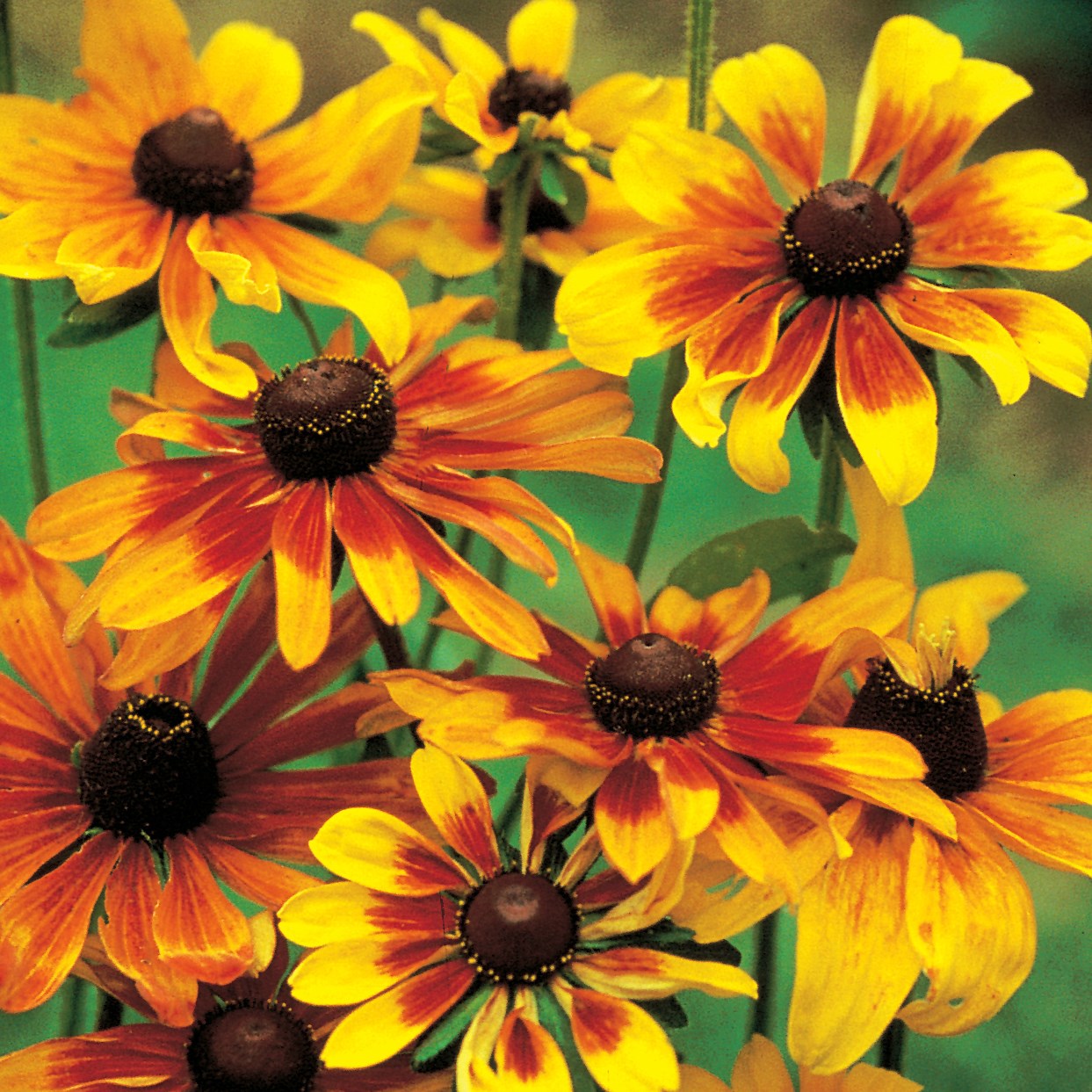 Daisy, Gloriosa Single 1/16oz