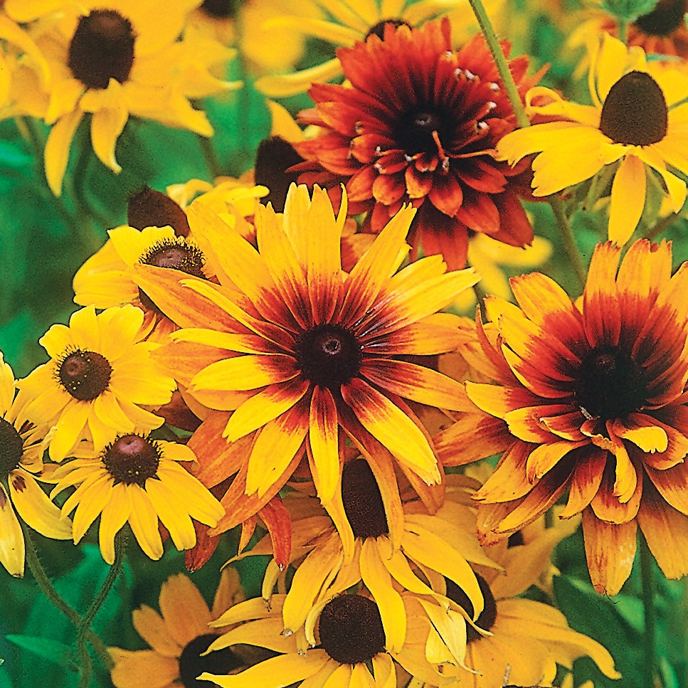Daisy, Rudbeckia Hirta Lbs