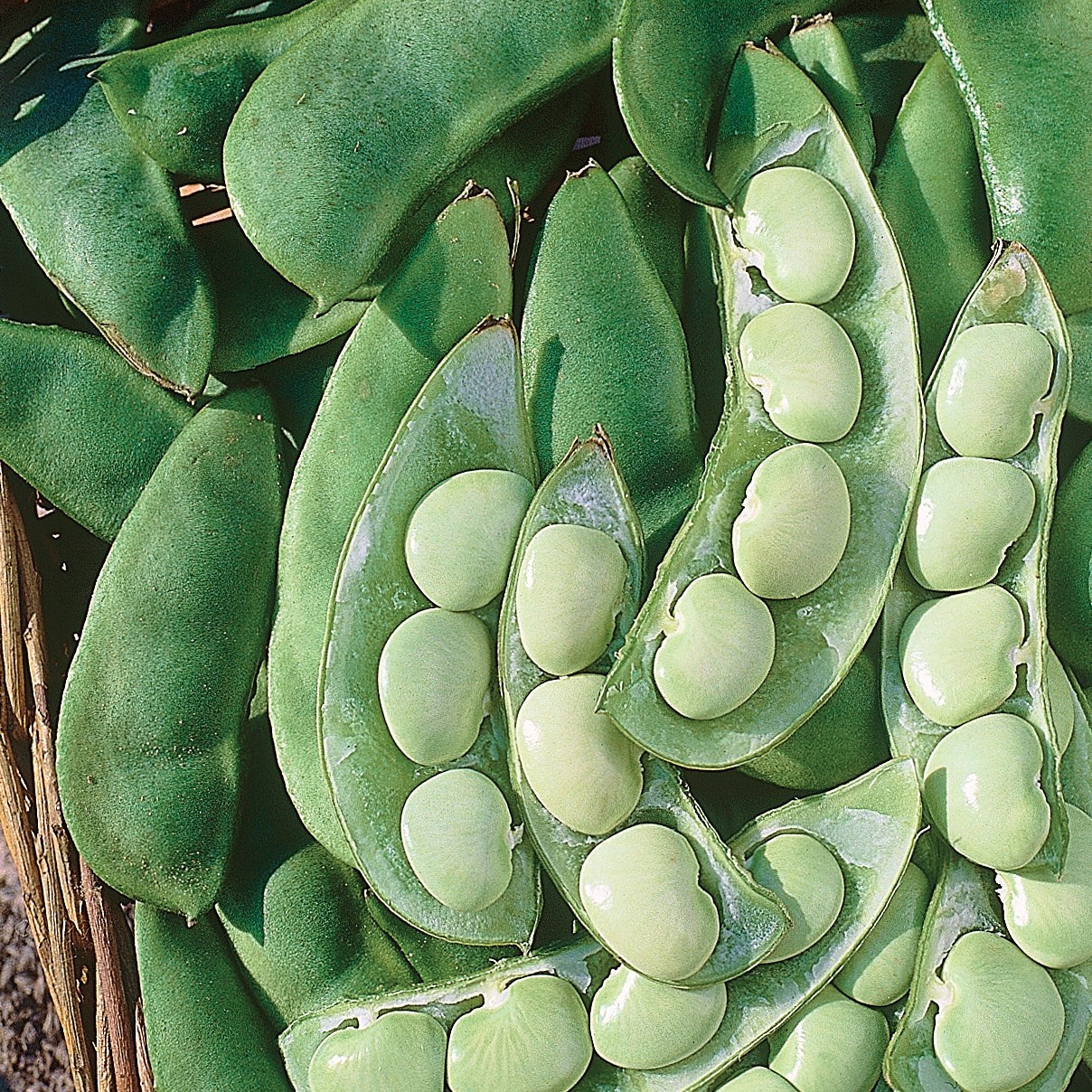 Limas, Cangreen/ Thorgreen 25lb