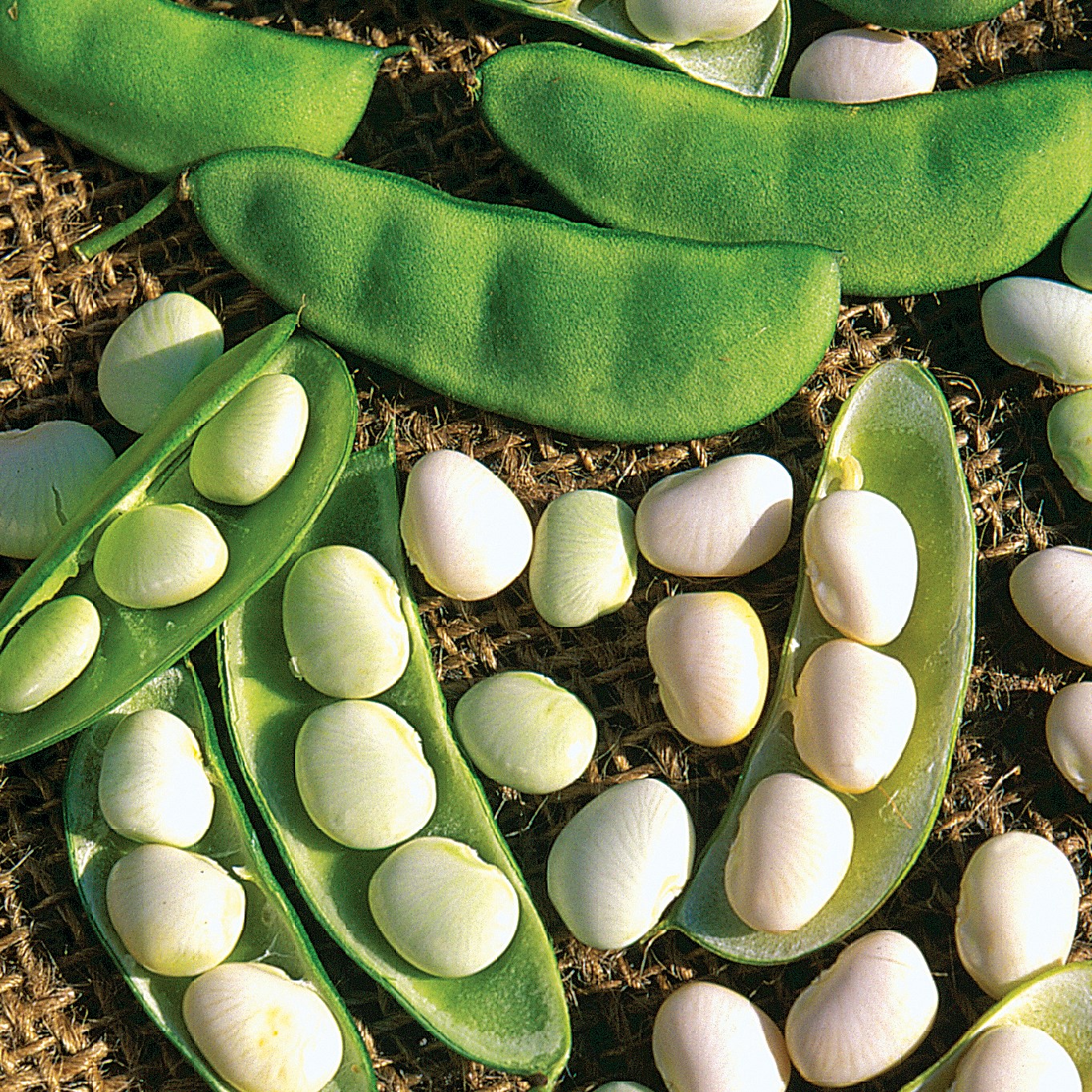 Limas, White Dixie Butterpea 1/2lb
