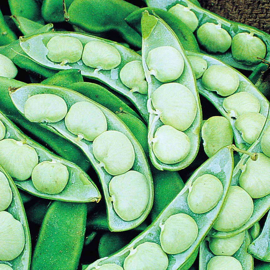 Limas, Green Seeded Henderson 25lb