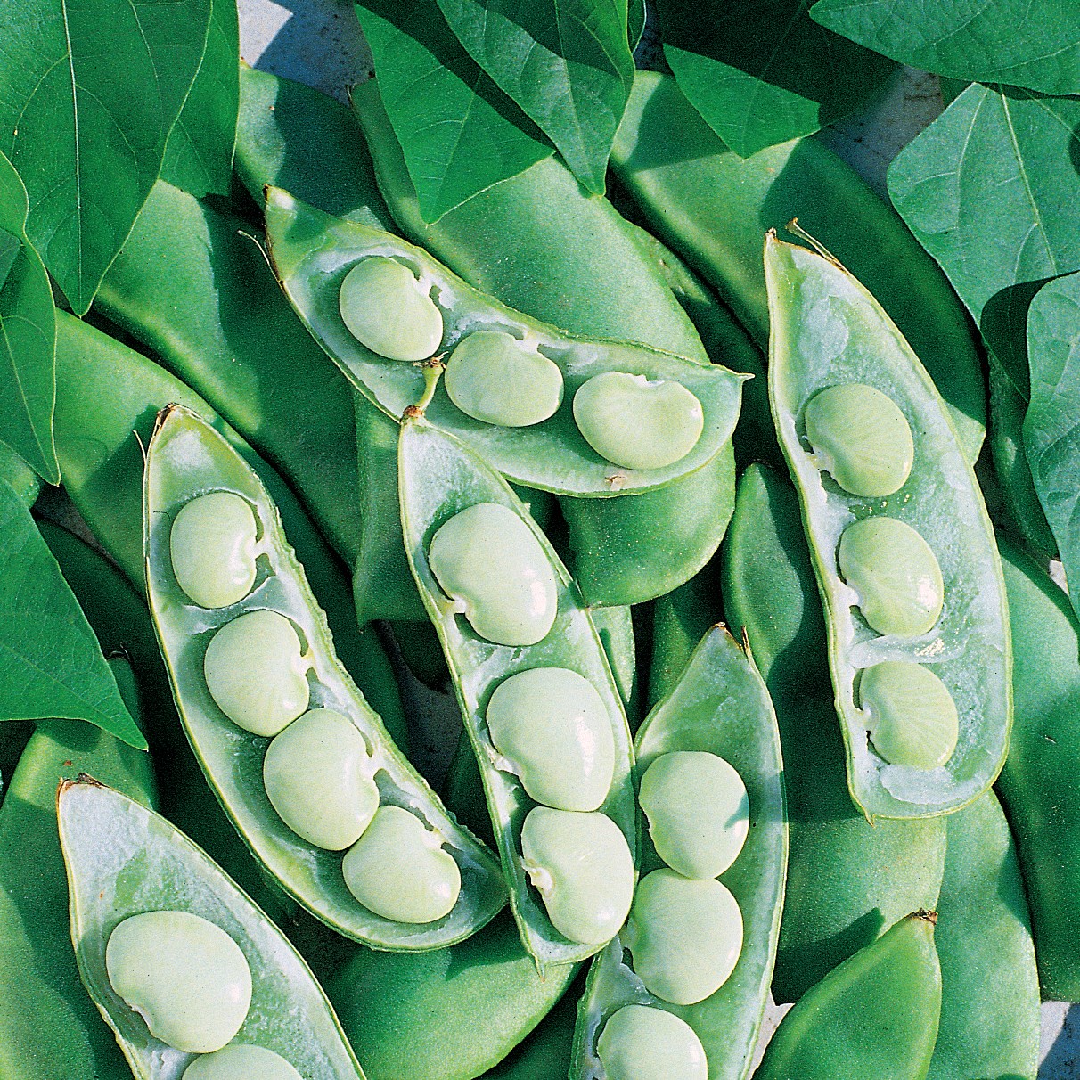 Limas, Fordhook 242 1/2lb