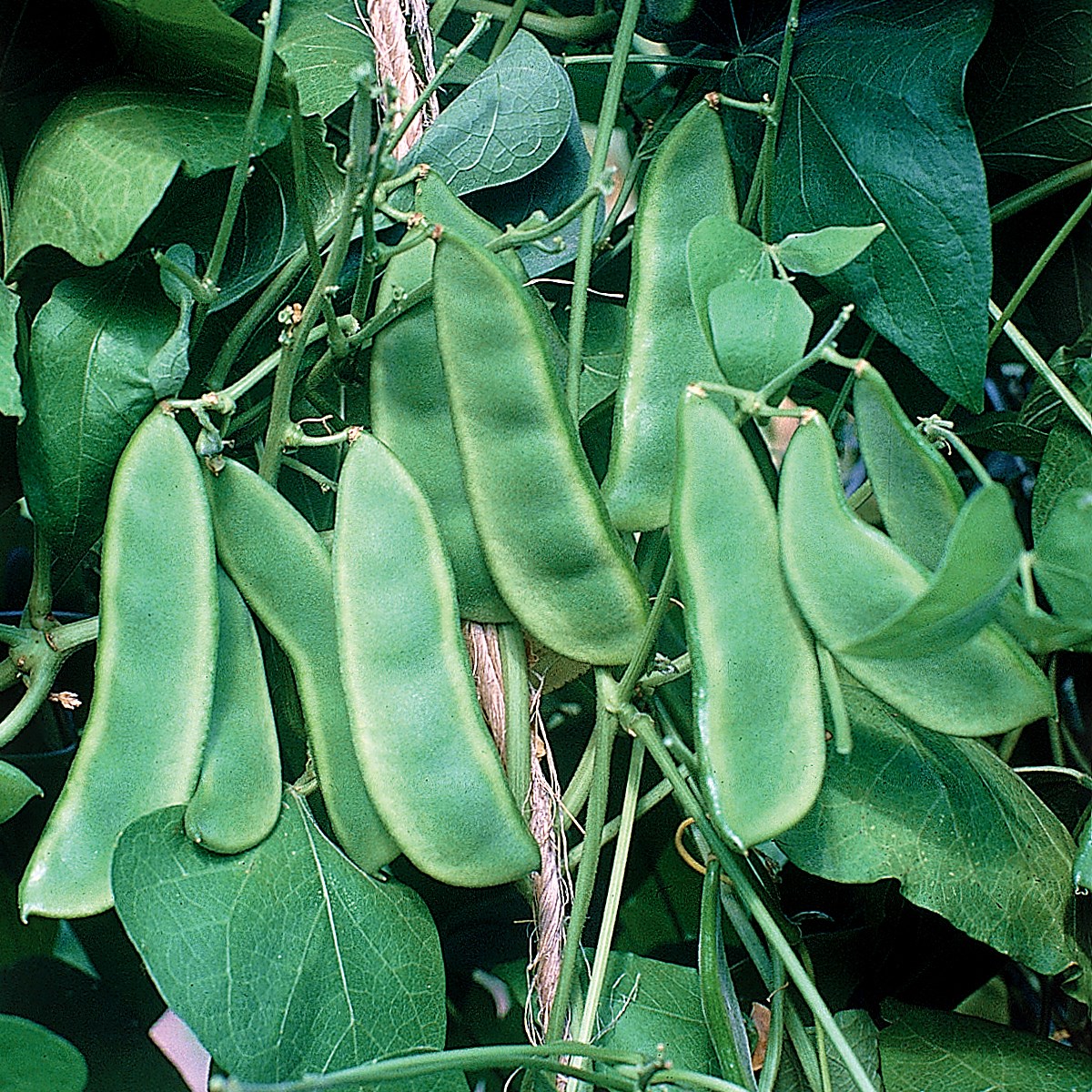 Limas, Woods Prolific 1/2lb