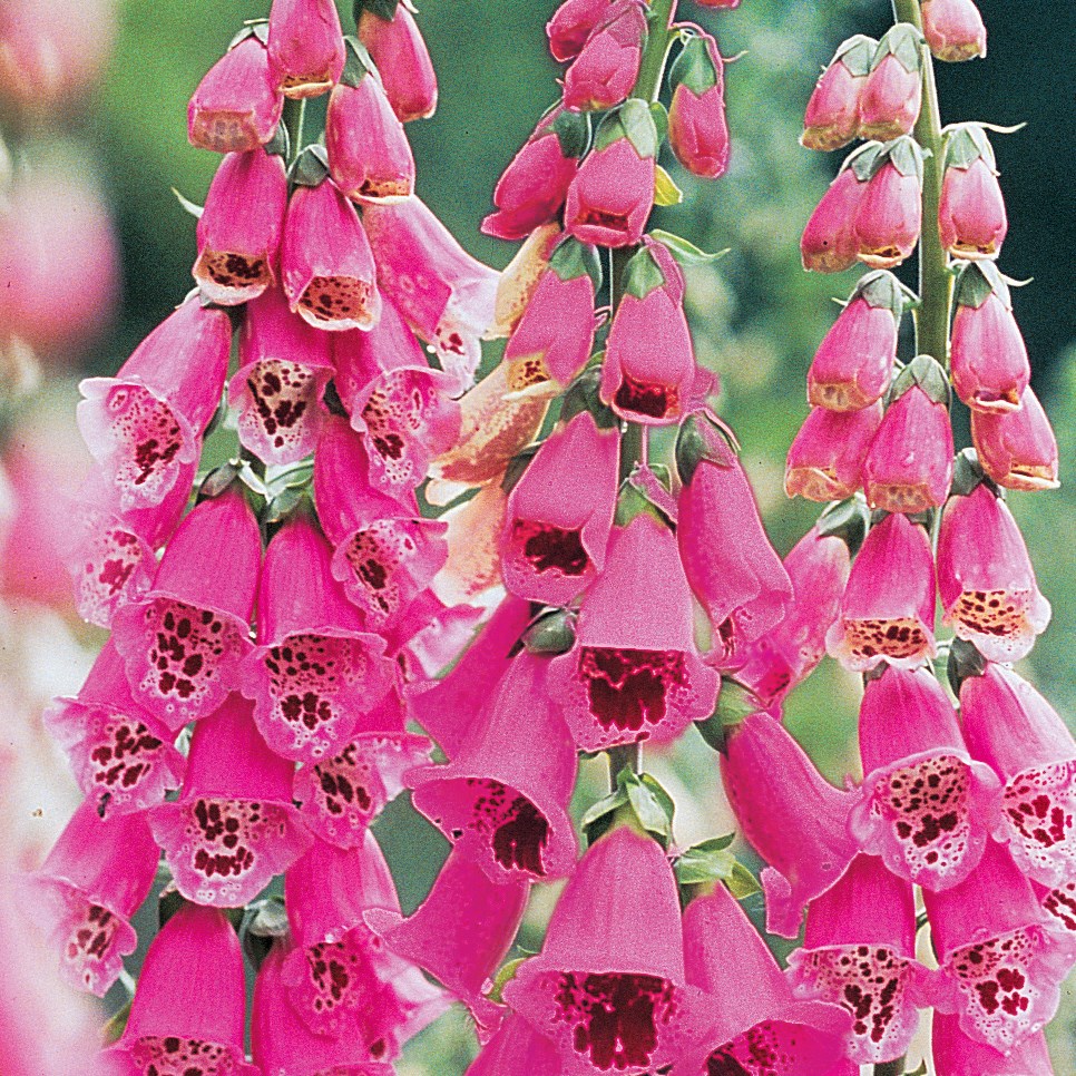 Digitalis, Foxy Annual Lbs