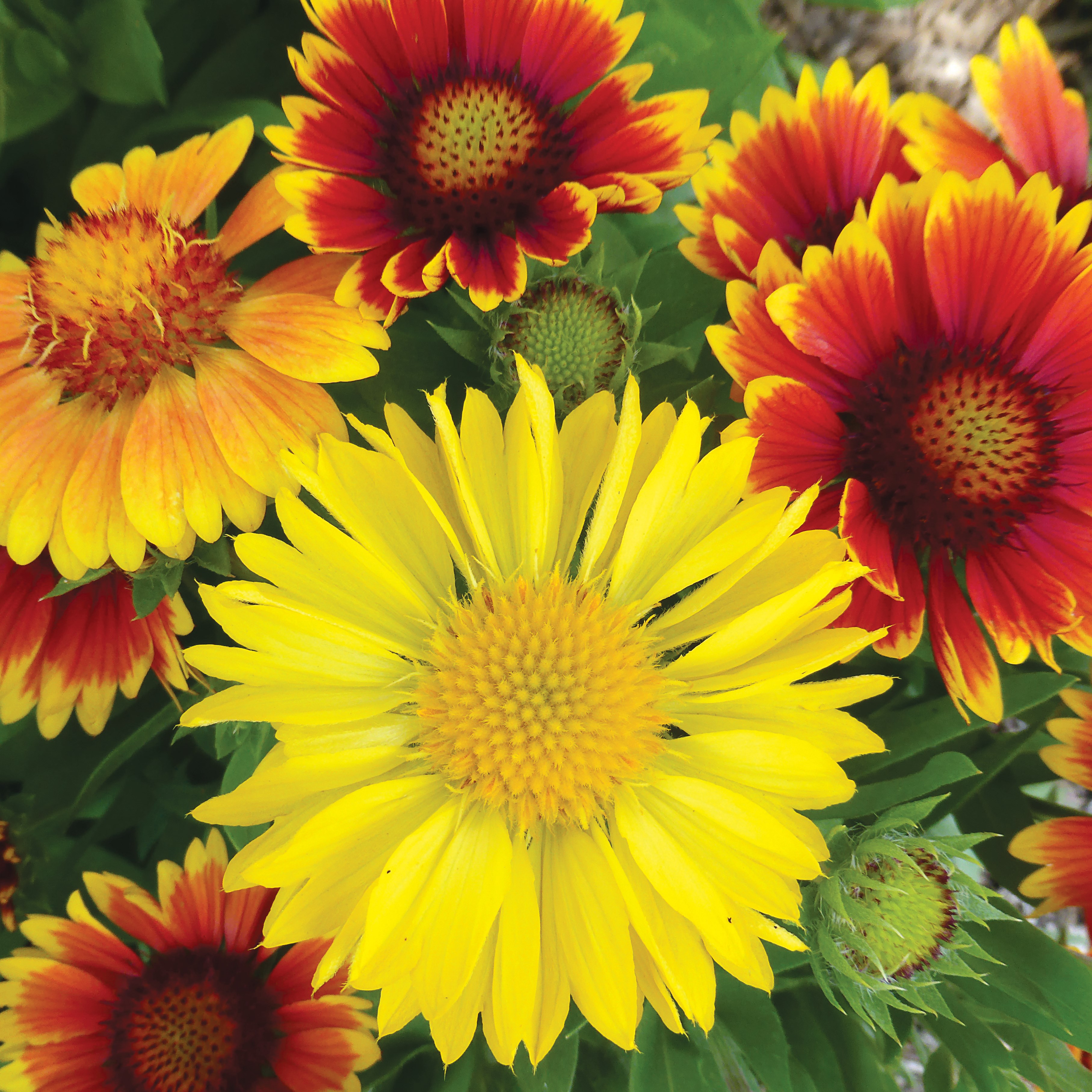 GAILLARDIA, BLANKETFLOWER LBS