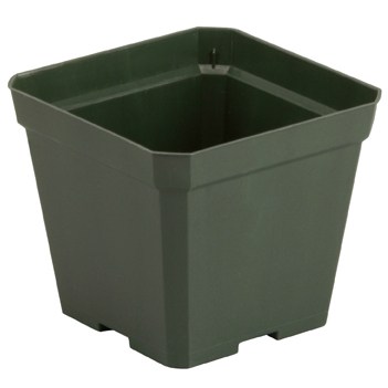 DLN 04.50 SQ TRAD T/W 300GN — Case of 765