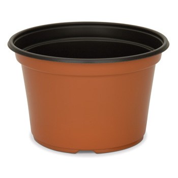 DLN 08.00X05.00 MUMPAN COEX TC/BLK — Case of 170
