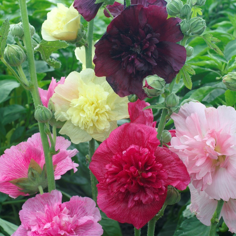 HOLLYHOCK - SUMMER CARNIVAL LBS