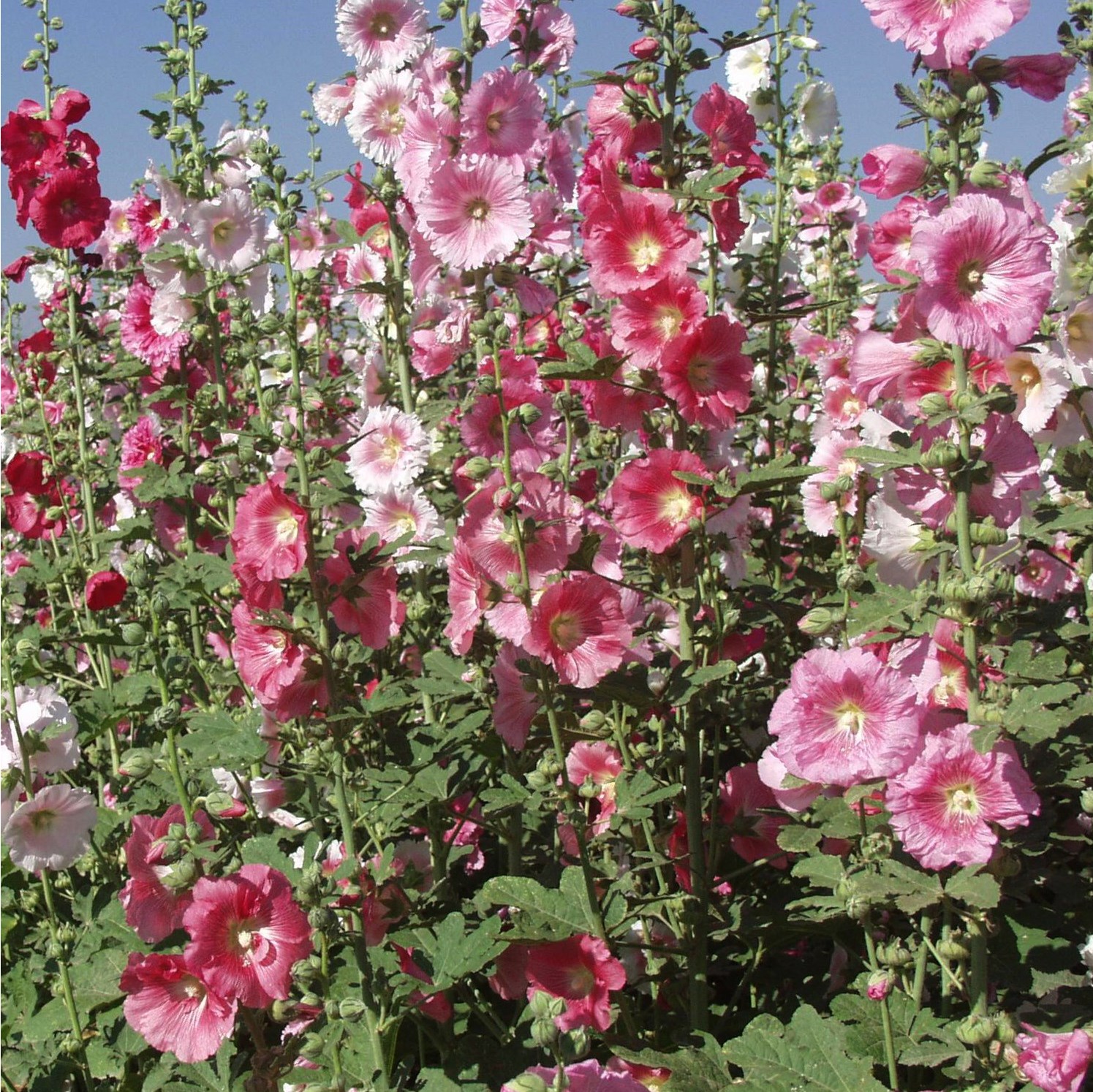 Hollyhock, Indian Spring Lbs