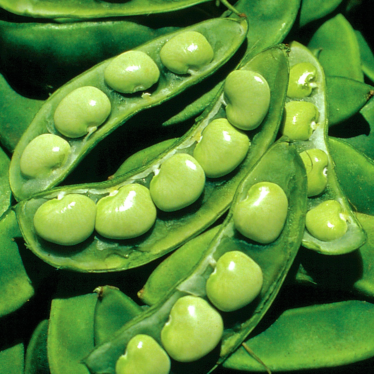 Limas, King Of Garden Pole 1/2lb