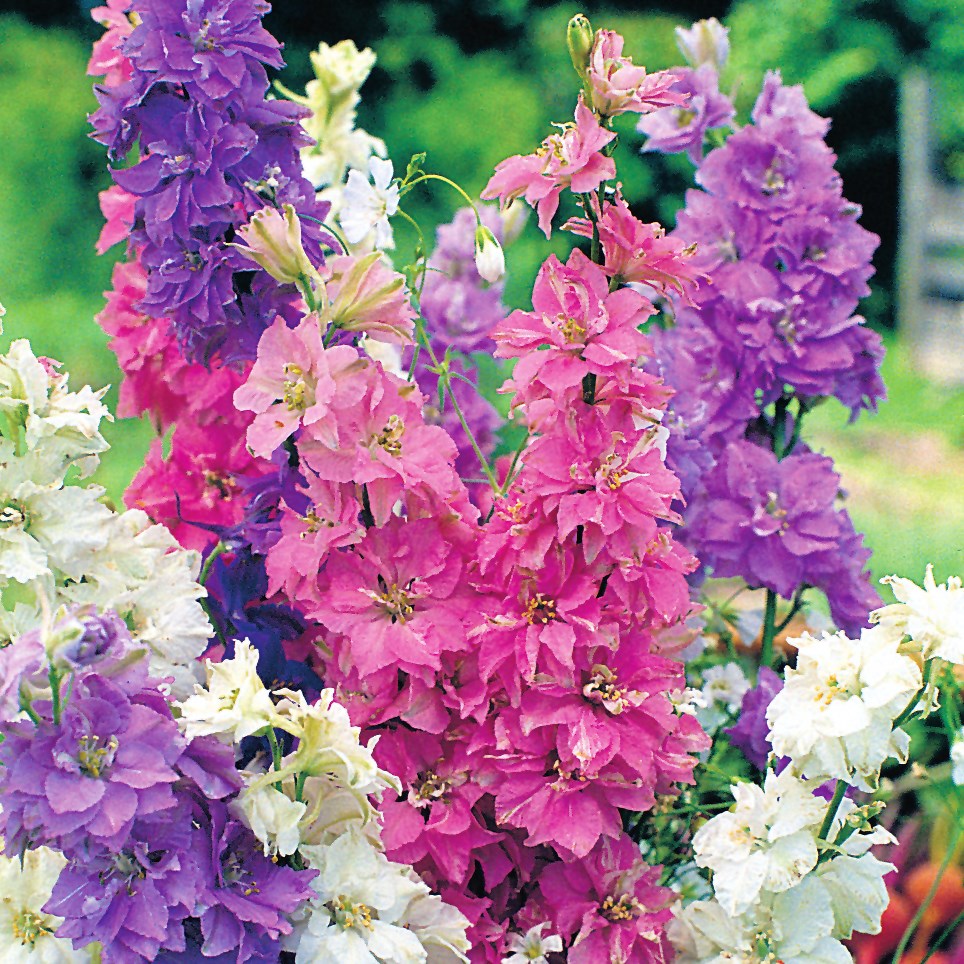 Larkspur, Giant Mixed 1/4oz