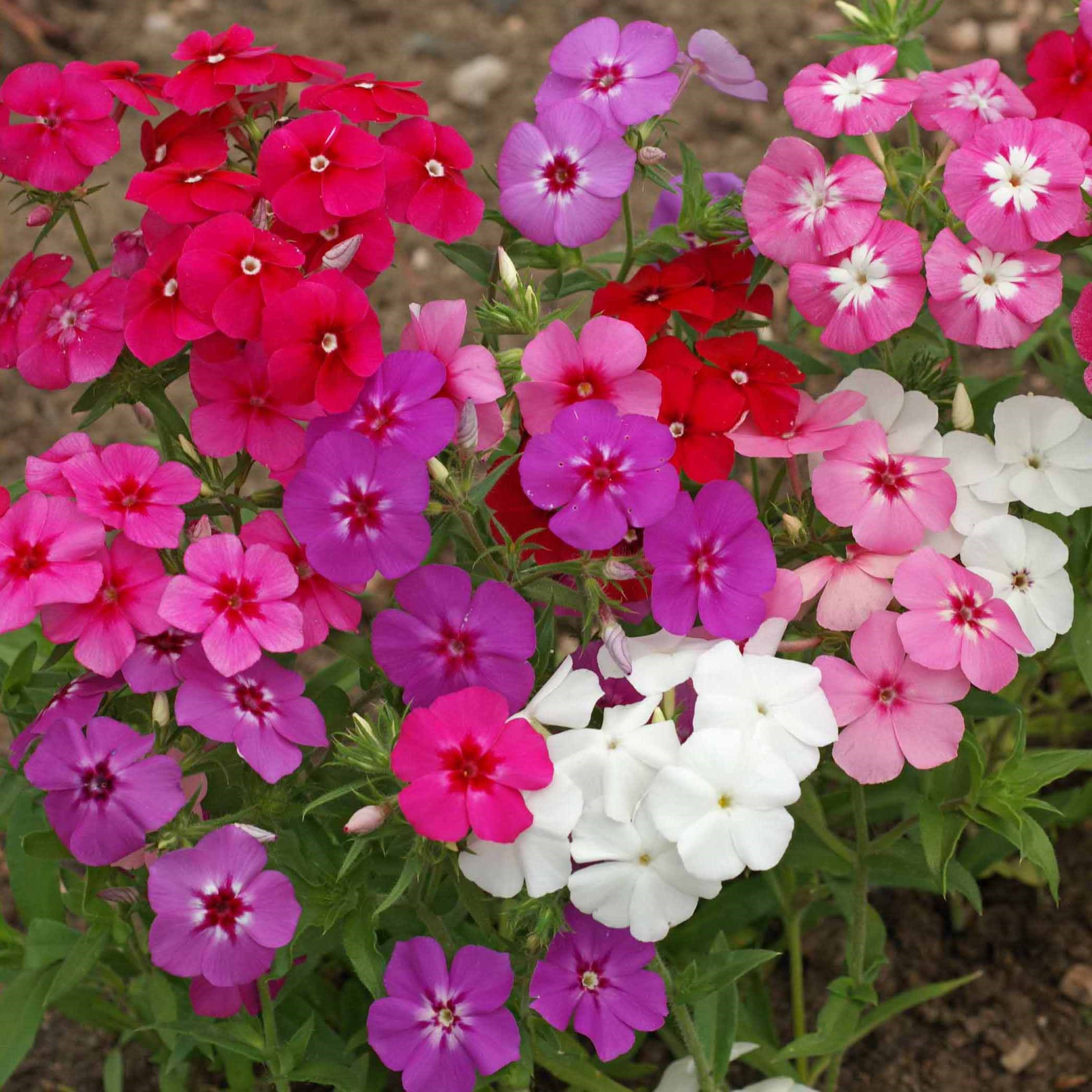 PHLOX, DRUMMONDI 1/16 OZ. EACH