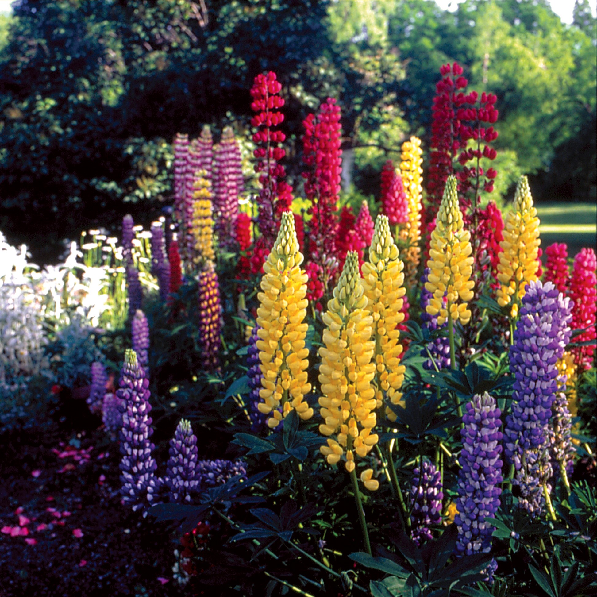 Lupine, Russells Mix 1/2oz