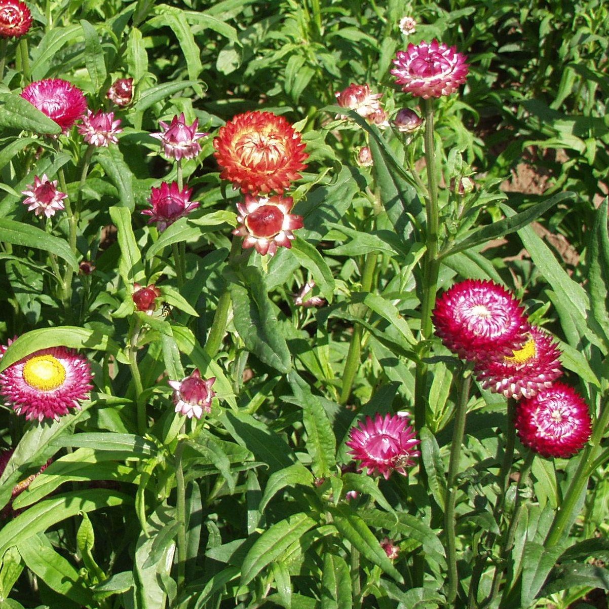 HELICHRYSUM, DWF DBL MIX LBS