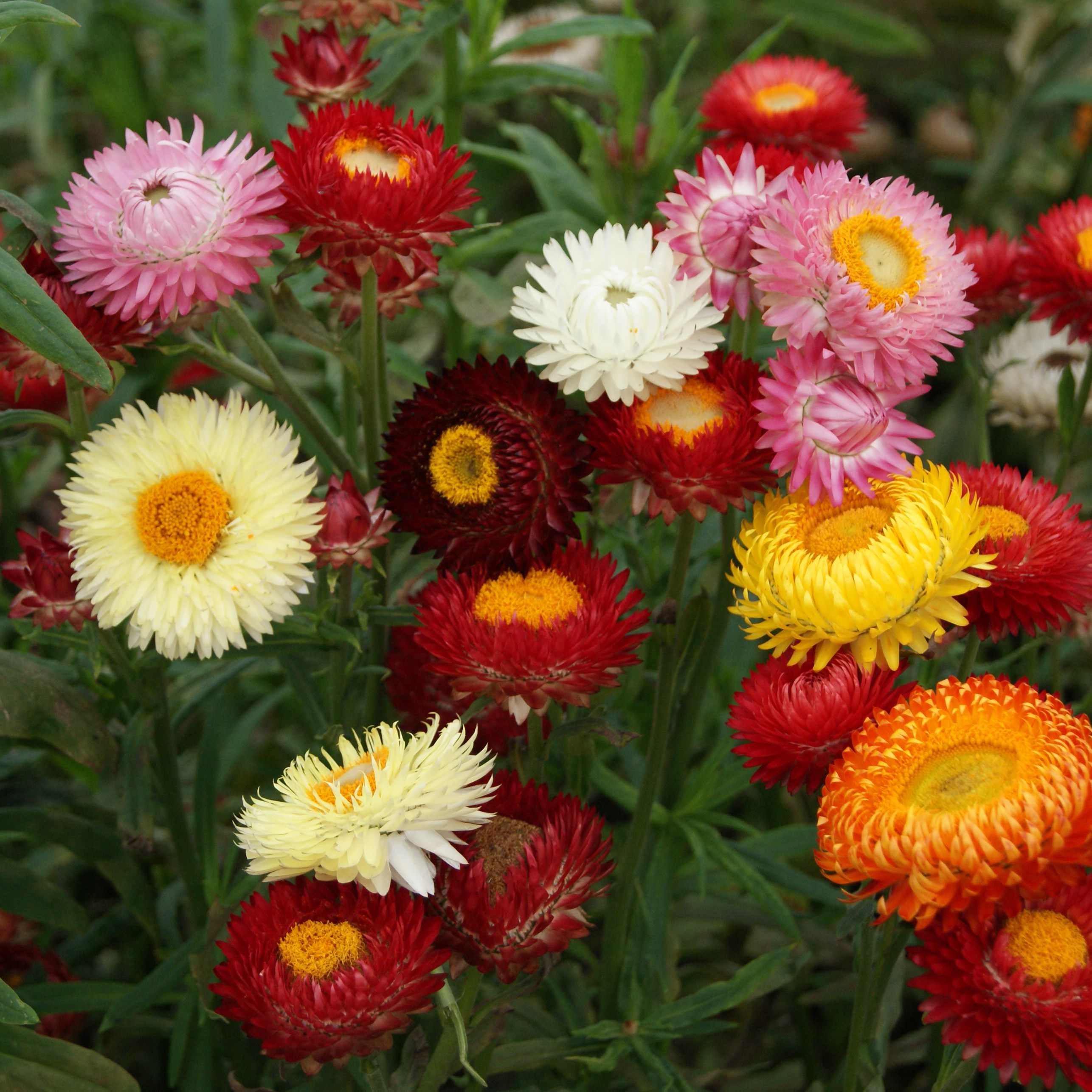 HELICHRYSUM, TALL DBL MIX LBS