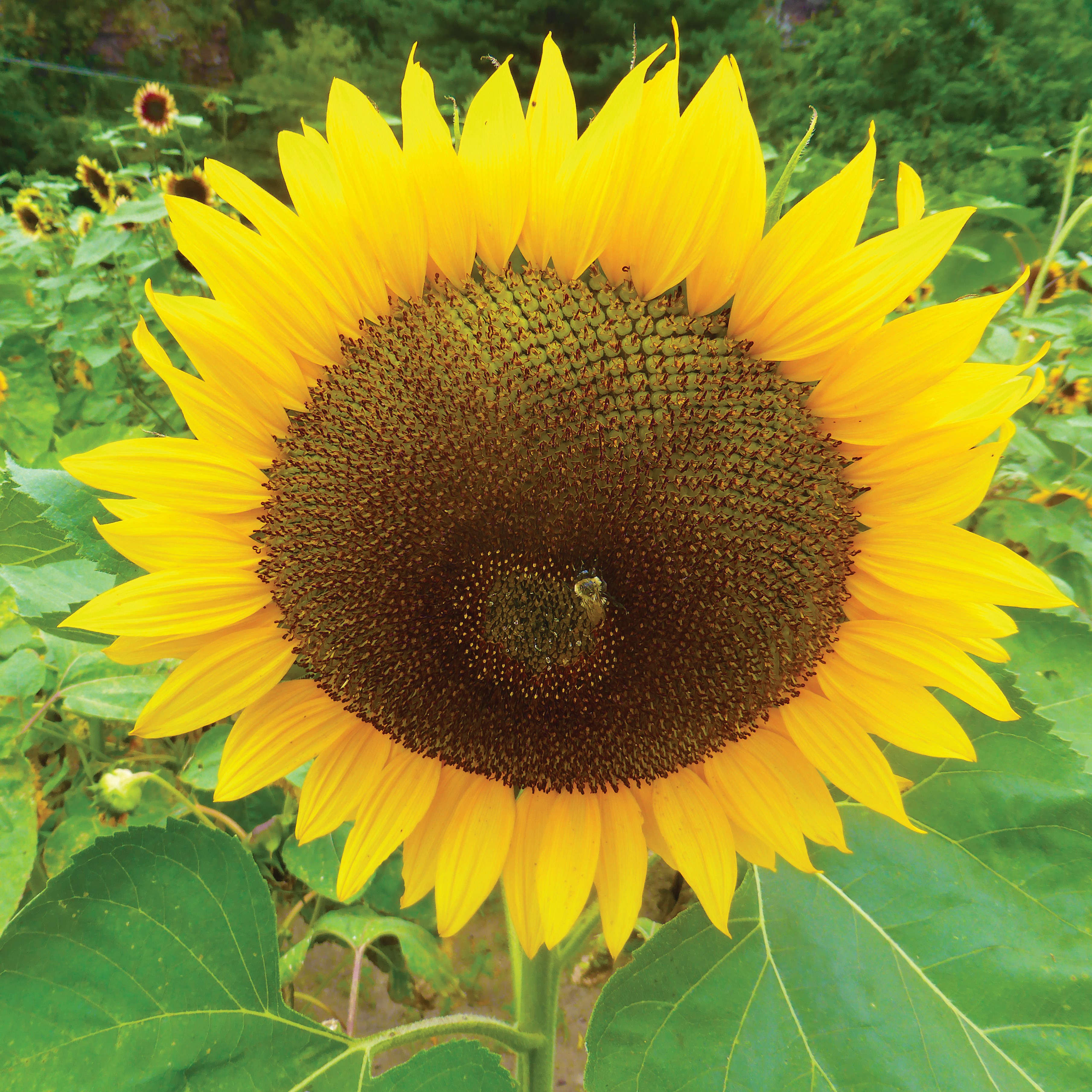 Sunflower, Russian Mammoth 1/2oz