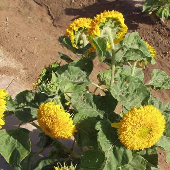 SUNFLOWER SUNGOLD DWARF LBS