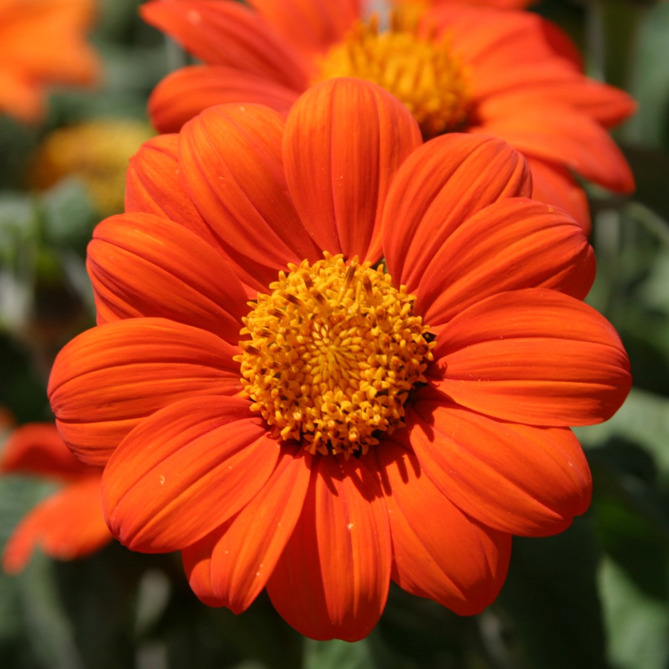 Sunflower, Mexican Lbs
