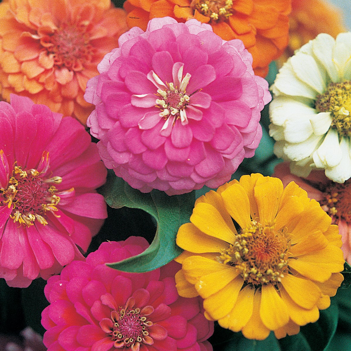 Zinnia, Thumbelina 1/4oz