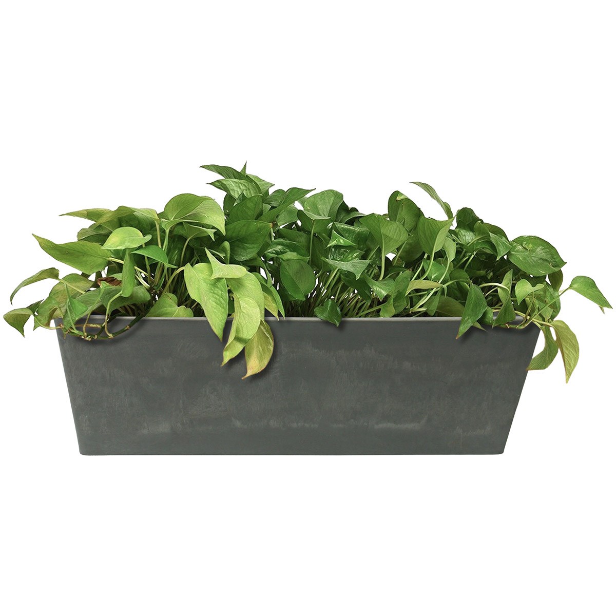 Algreen Valencia 20"x7.5"x7" Window Planter Concrete
