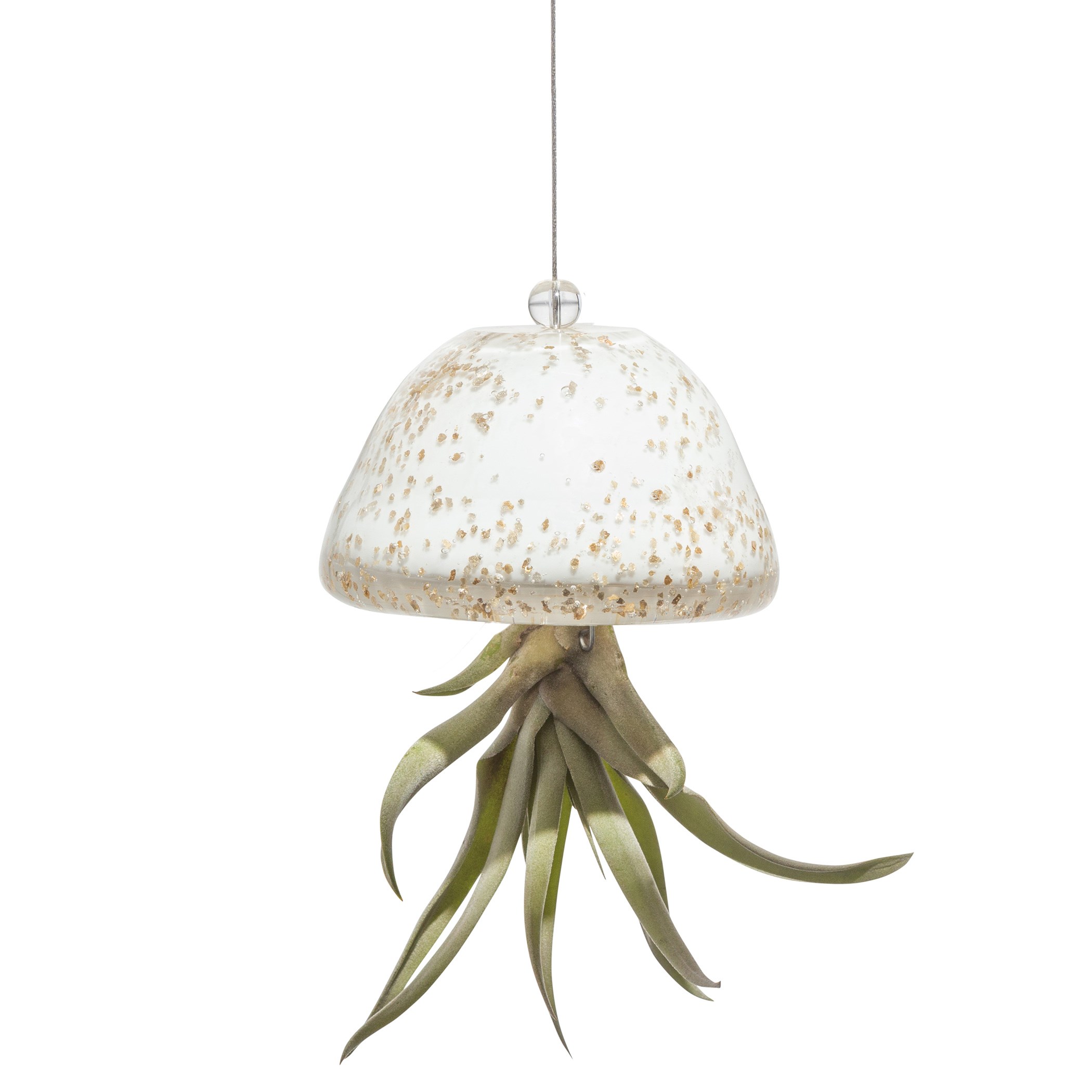 APM Air Plant Jellyfish White/Gold — priced per each; minimum 18; multiples of 18