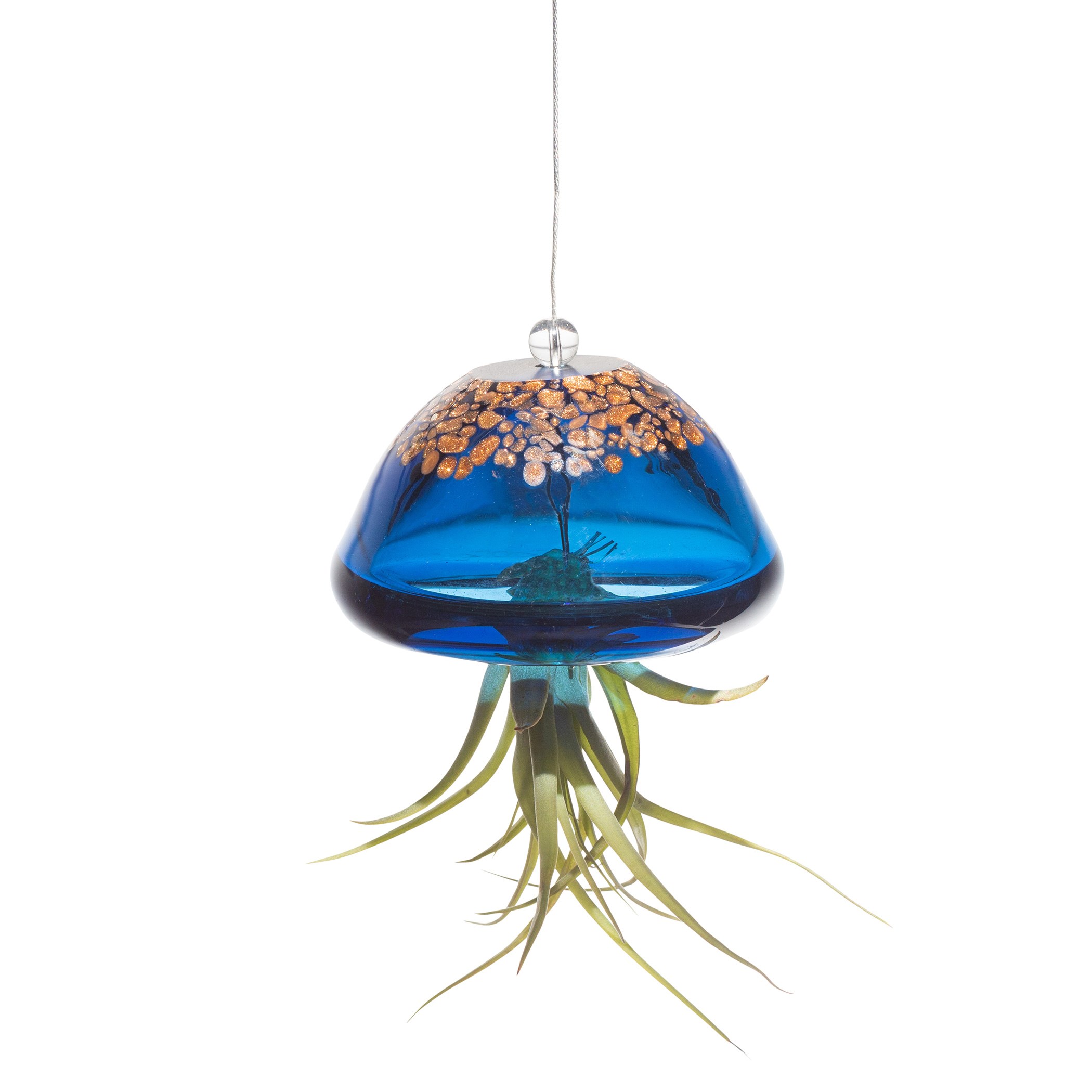 APM Air Plant Jellyfish Lake Blue/Gold — priced per each; minimum 18; multiples of 18