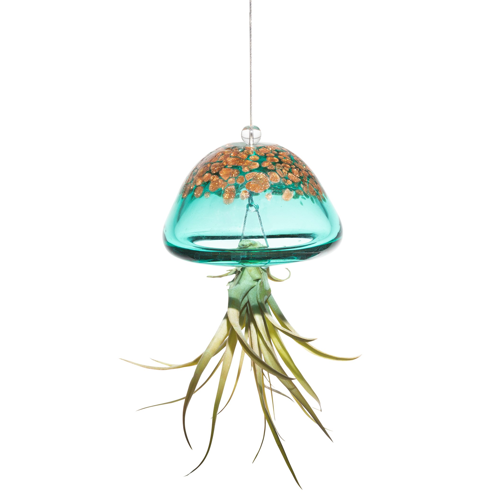 APM Air Plant Jellyfish Lake Green/Gold — priced per each; minimum 18; multiples of 18
