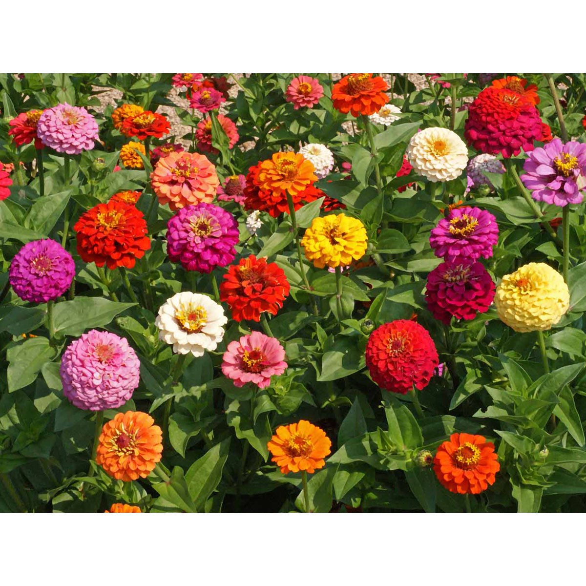 Zinnia, Cut & Come Again - 1 LB