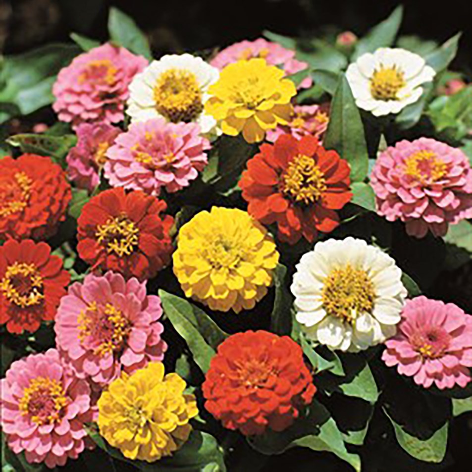 Zinnia, Lilliput Mix 1/2lb