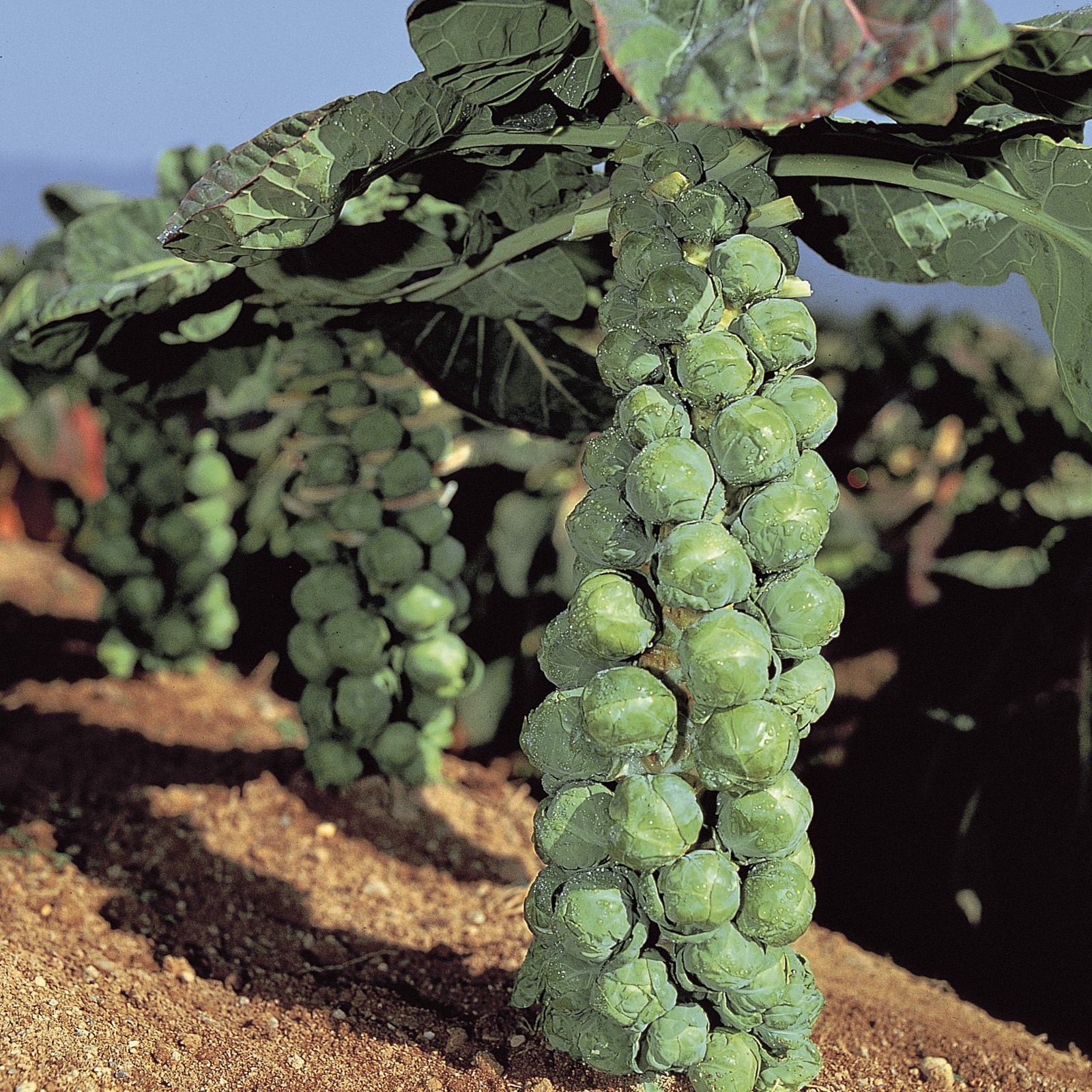 Brussel Sprouts, Jade Cross Hybrid 500 Seed Count