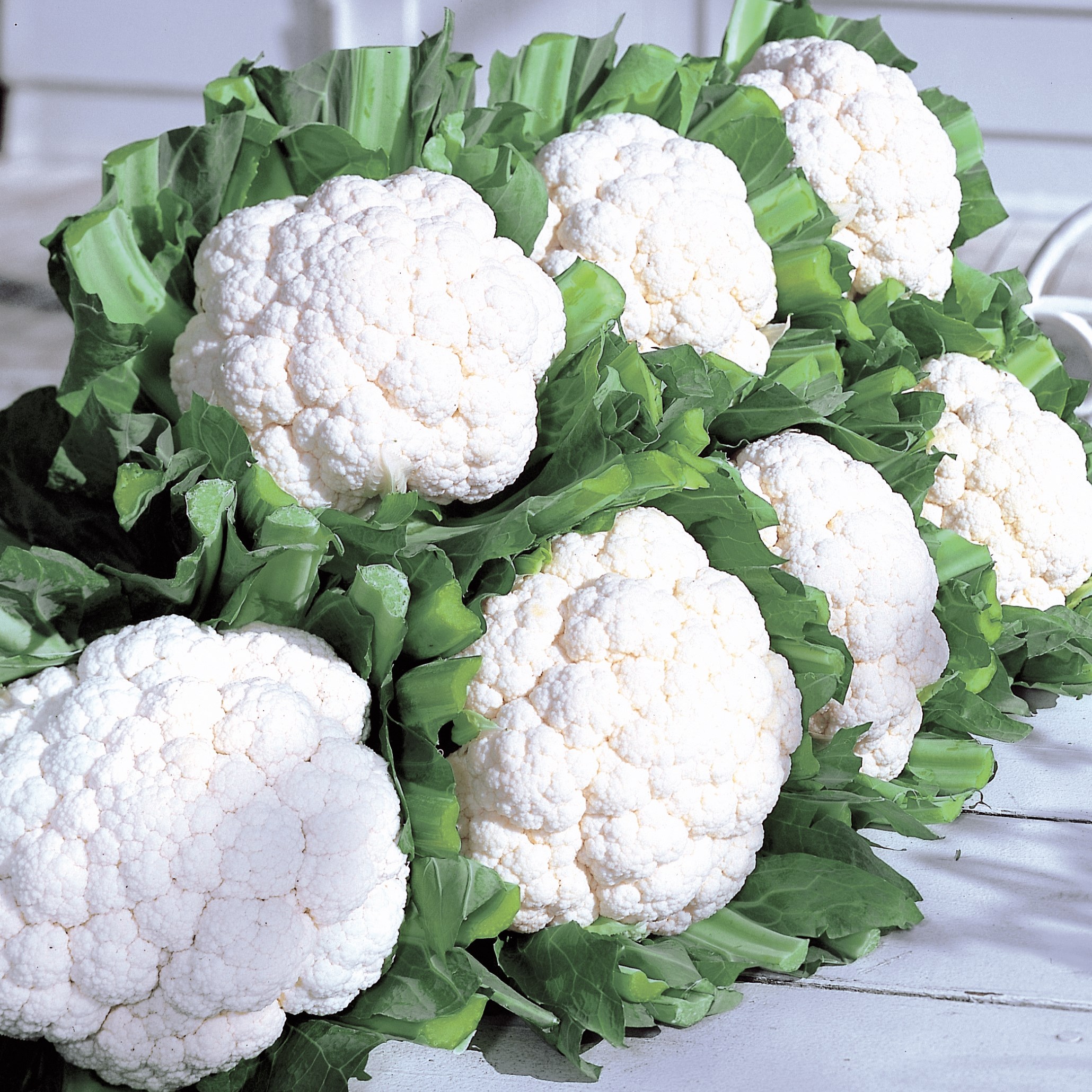 Cauliflower, Snow Crown 1000 Seed Count