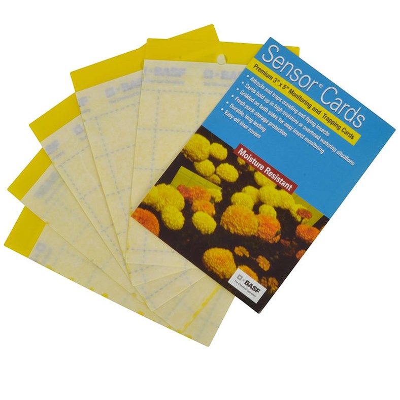 BASF Sensor Yellow Sticky Cards 3"x5" 50/PK — Pack of 50