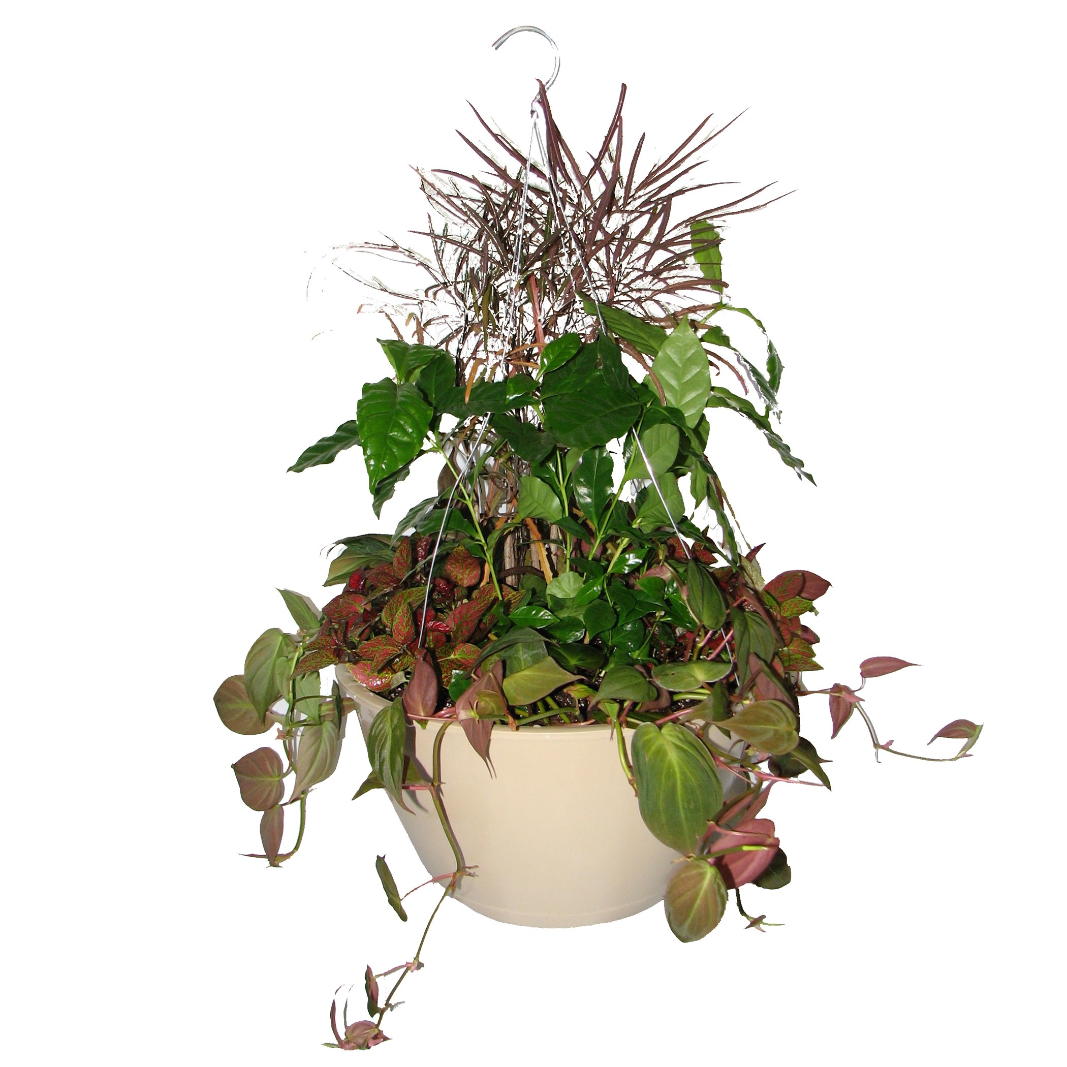 Bld 12.00 SL Hanging Basket W/MOCHA 19" FLEX HGR MOCHA — Case of 25
